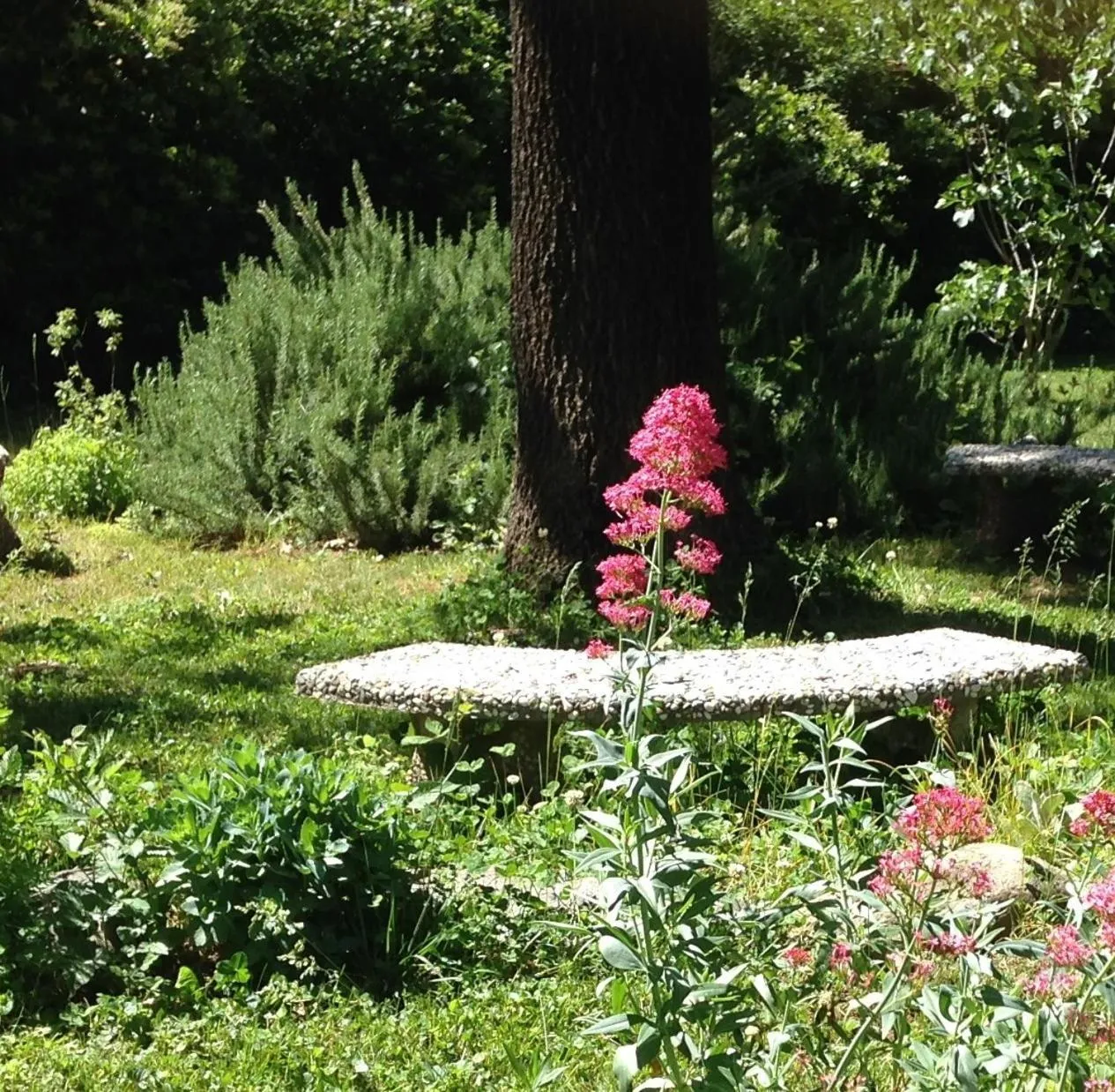 Natural landscape in Backyard Garden Oasis