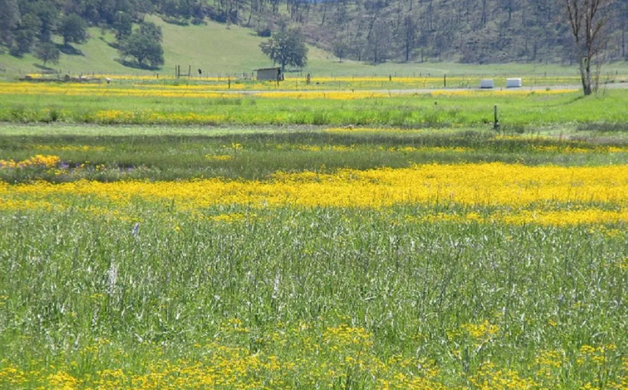Backyard Garden Oasis