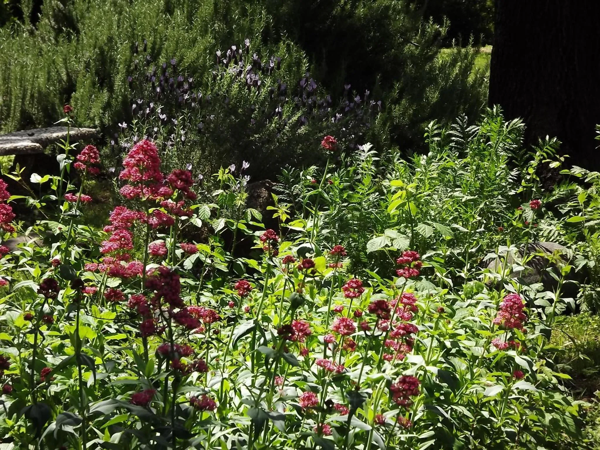 Garden view in Backyard Garden Oasis