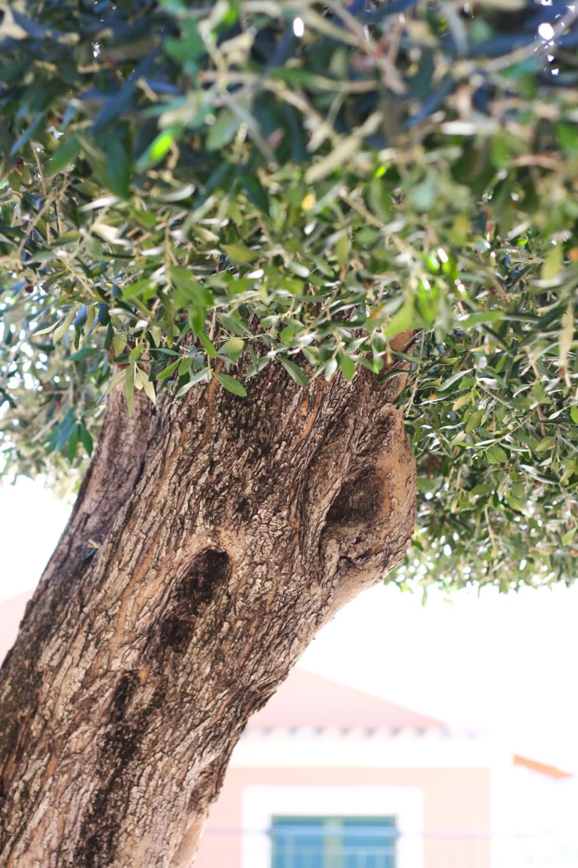 Garden in Akis Apartments