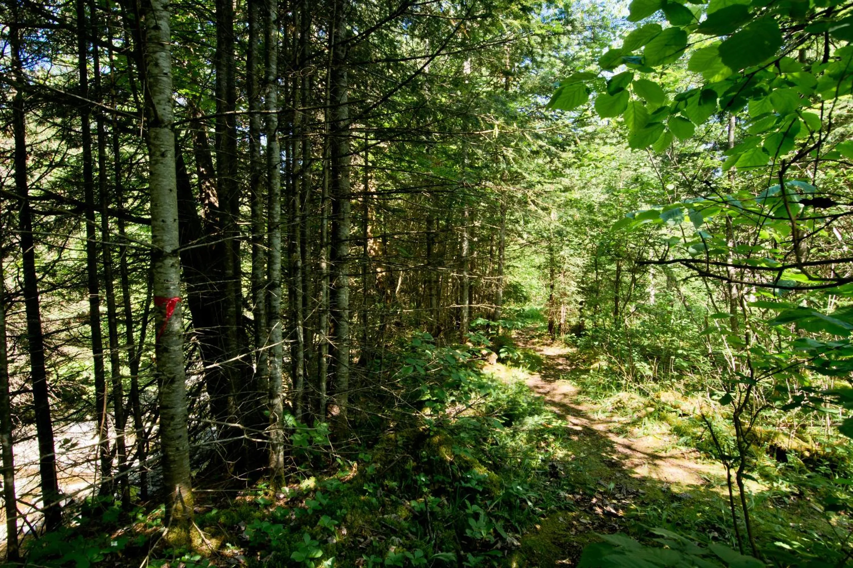 Camping Chalets Spas Pignons Rouges