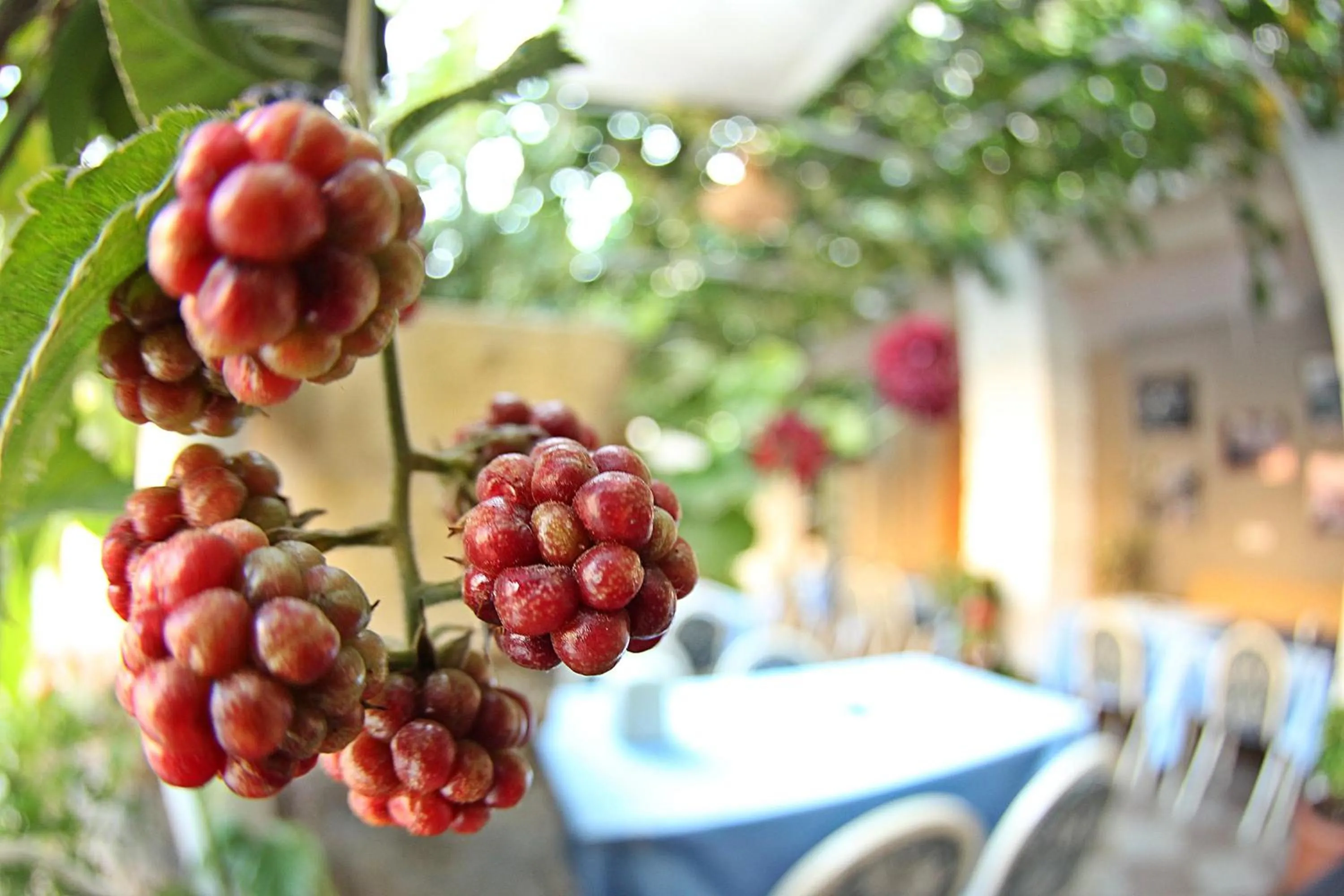Garden in Hotel Dost