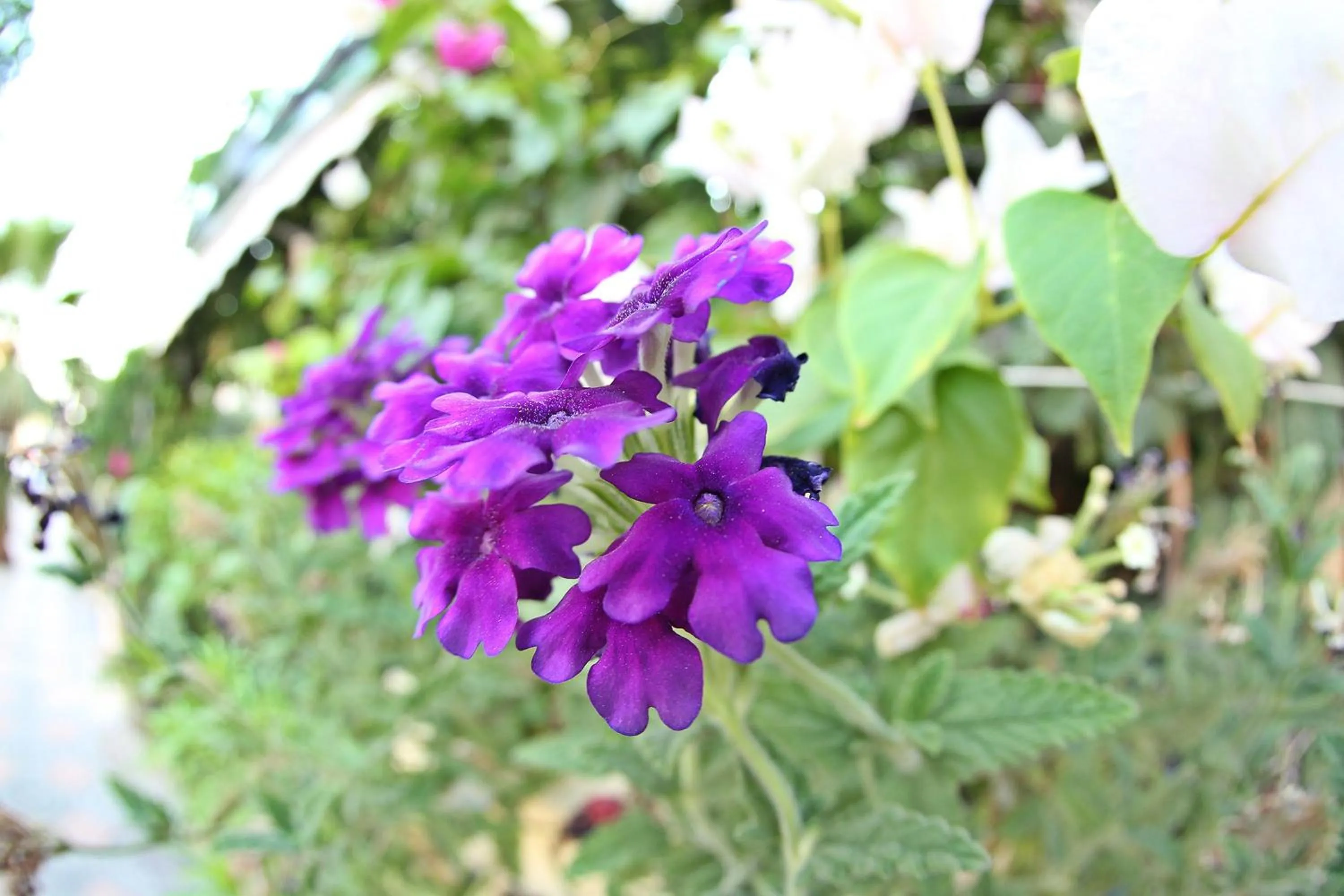 Garden in Hotel Dost