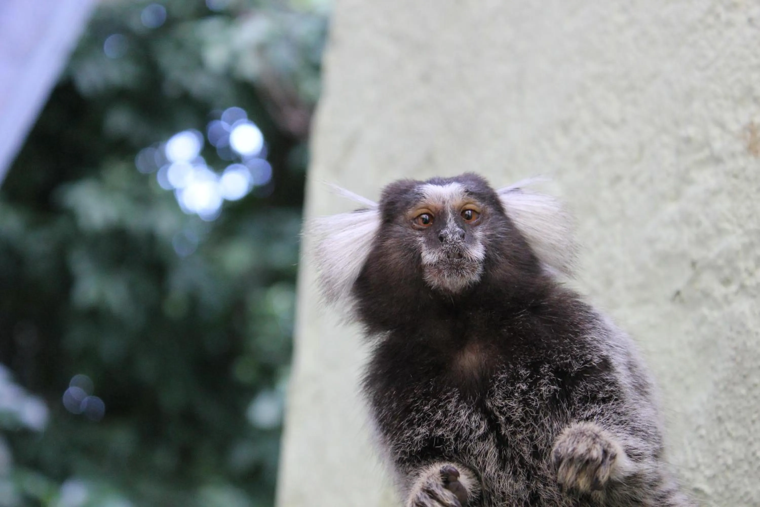 Animals in CabanaCopa Hostel