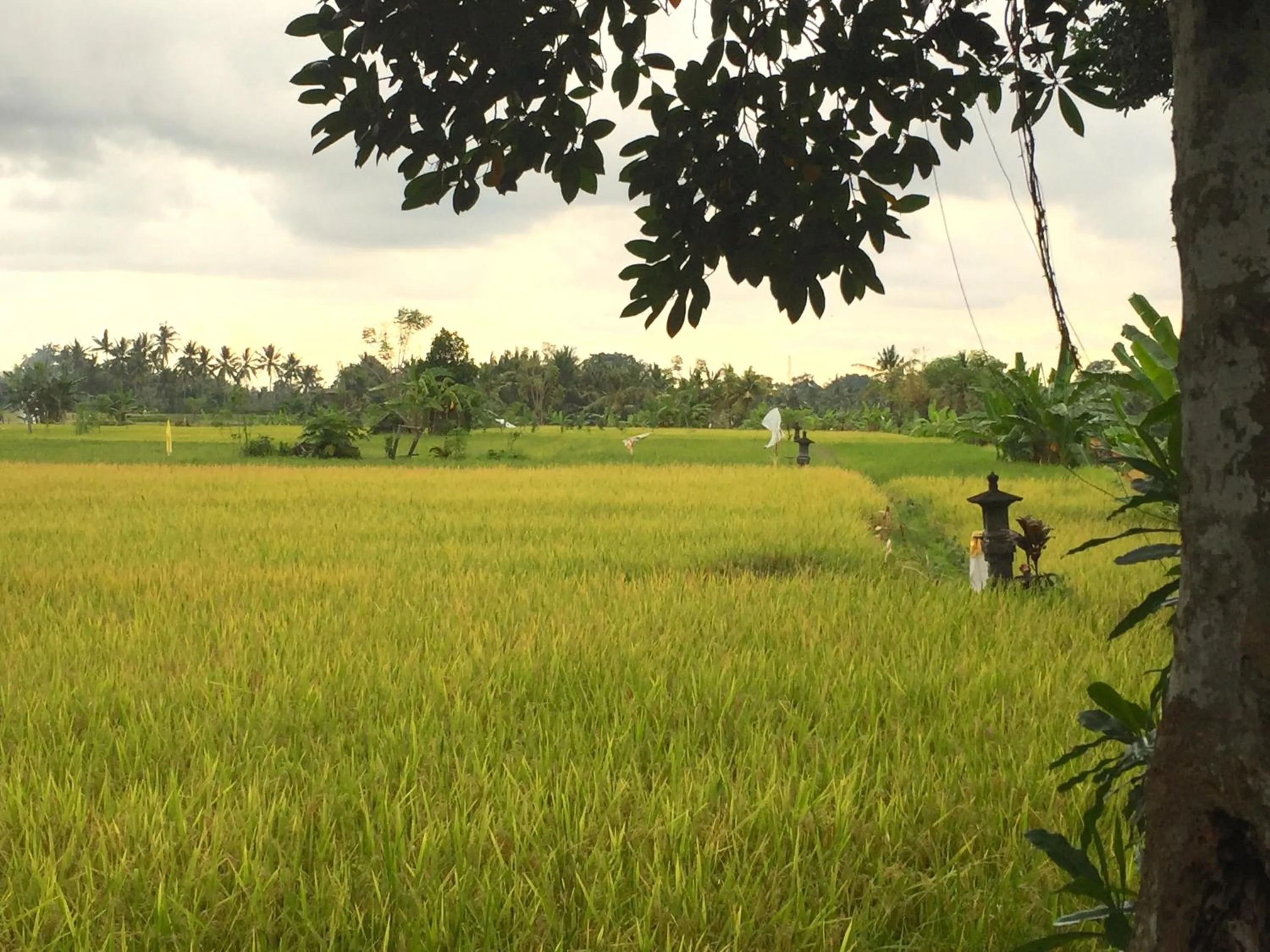 View (from property/room) in Suly Vegetarian Resort & Spa