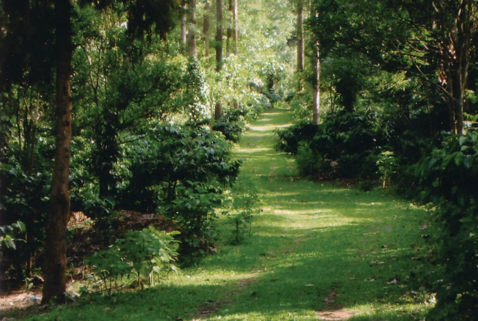 Natural landscape in INDeco Lake Forest