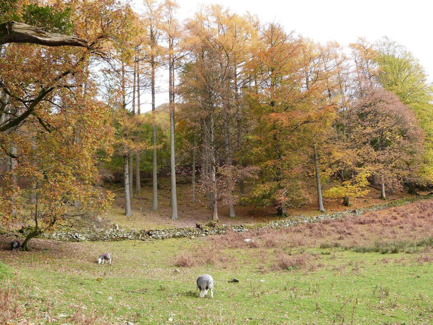 Property building in Hazel - Woodland Cottages