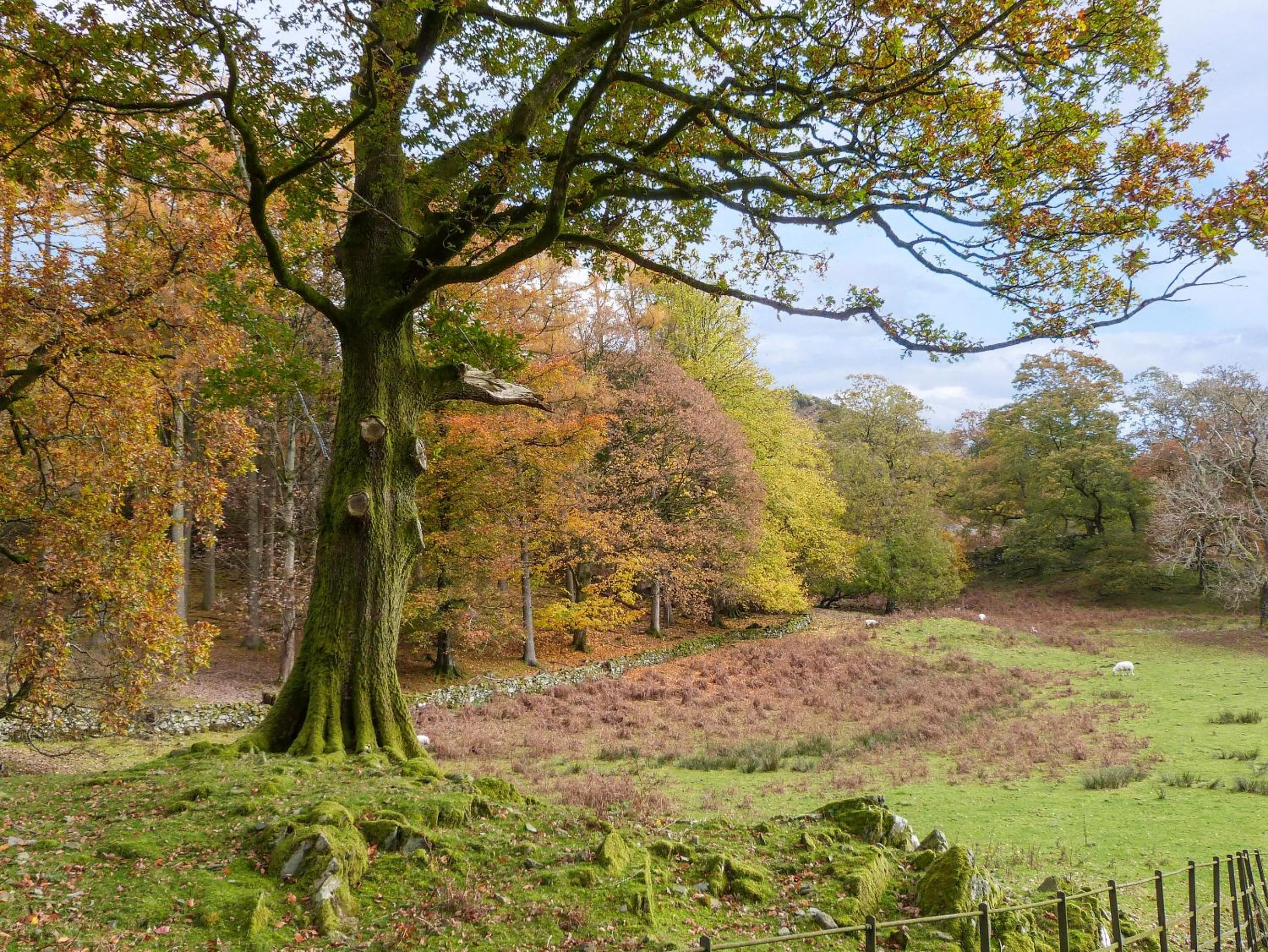 Property building in Hazel - Woodland Cottages