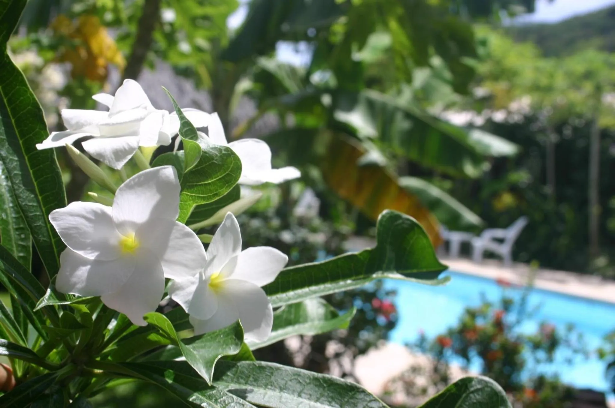 Pool view in Pension De La Plage