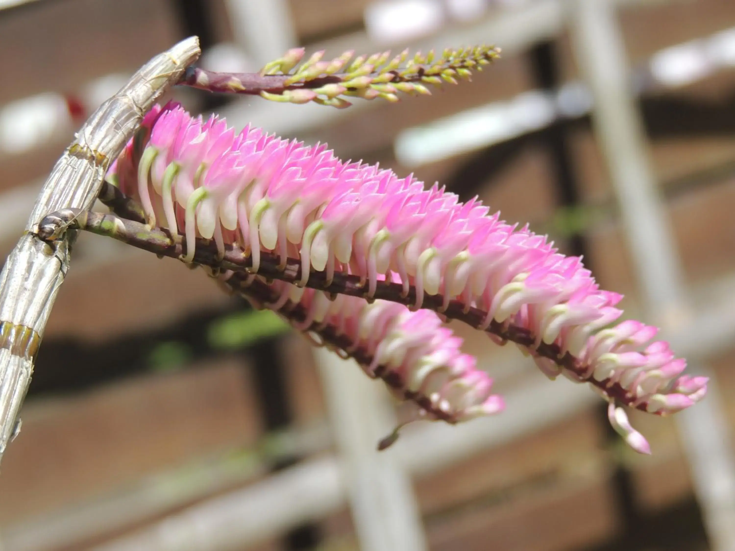 Restaurant/places to eat in Khaolak Grand City Restaurant/places to eat in Khaolak Grand City