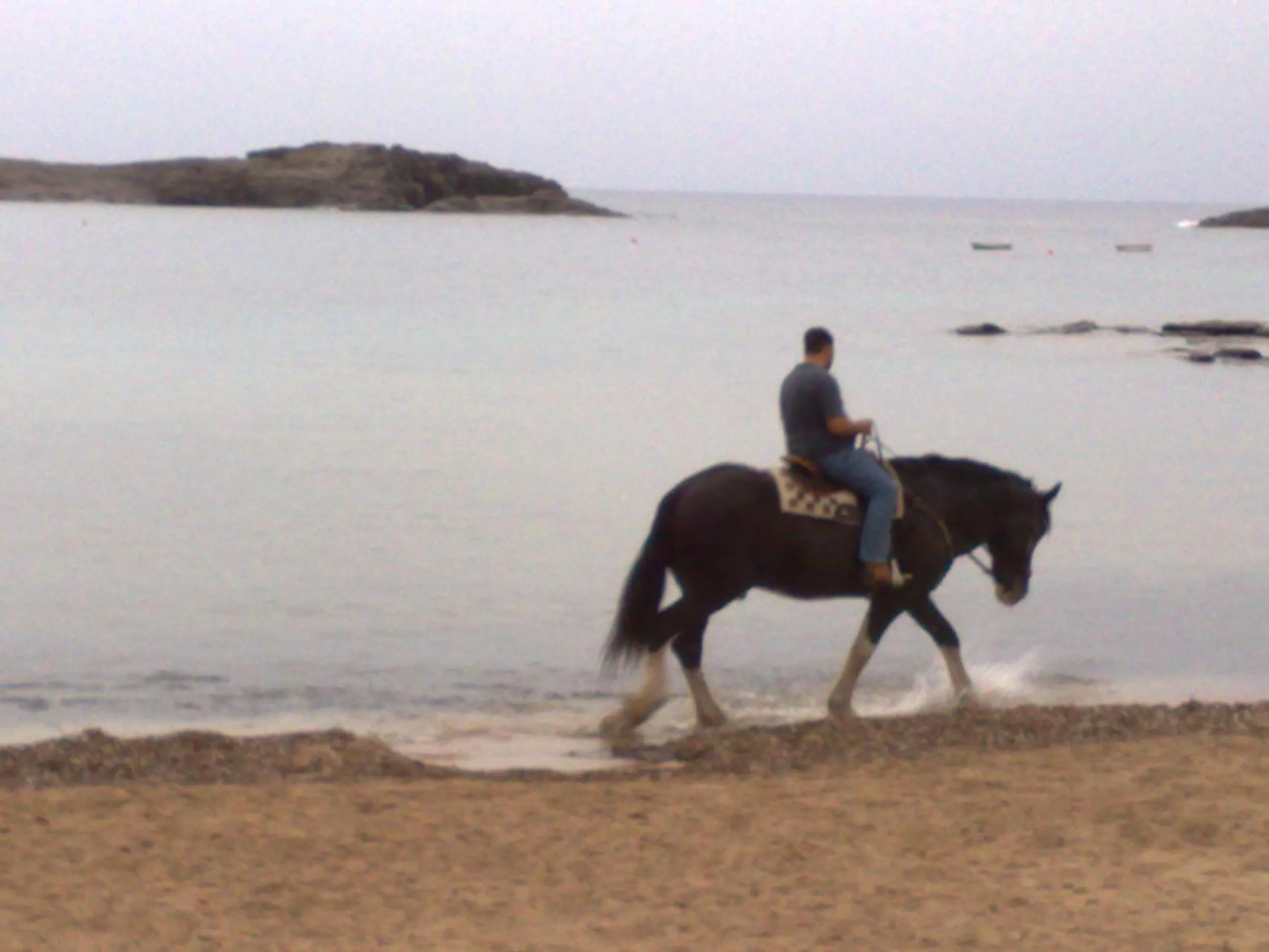 Horse-riding in B&B La Pineta