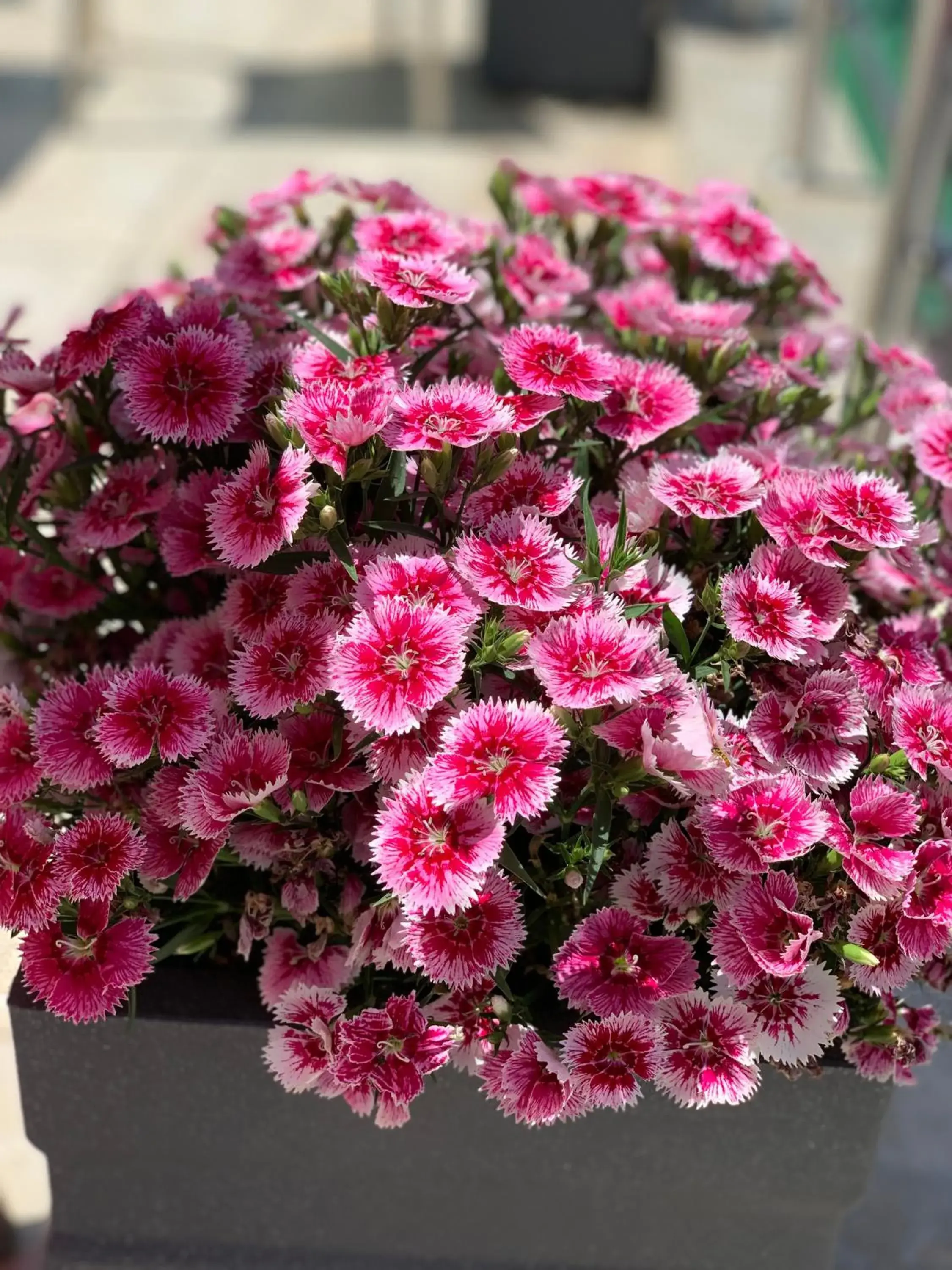 Ess & Bee Resorts Ess & Bee Resorts