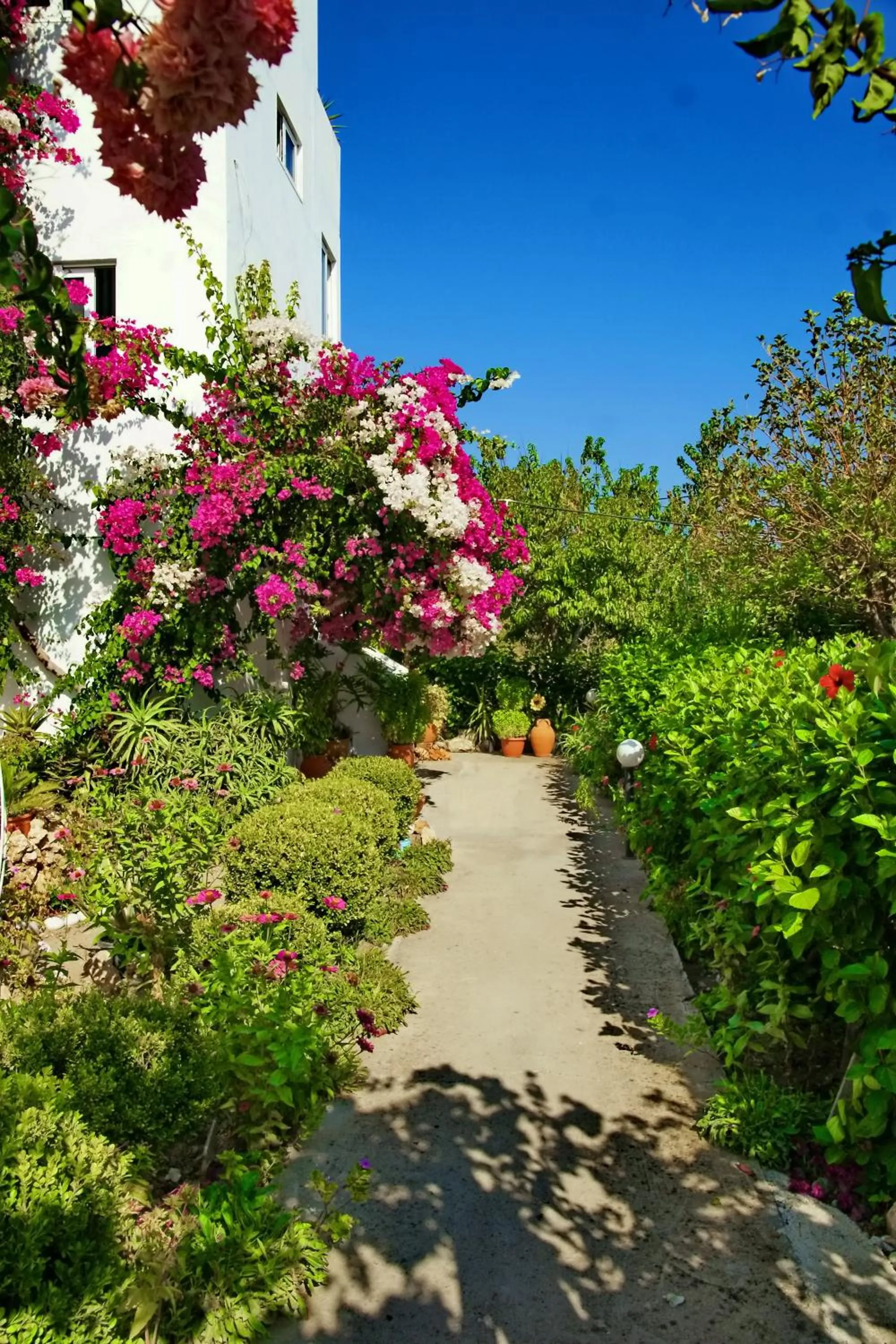 Garden in Paul's Garden Studios
