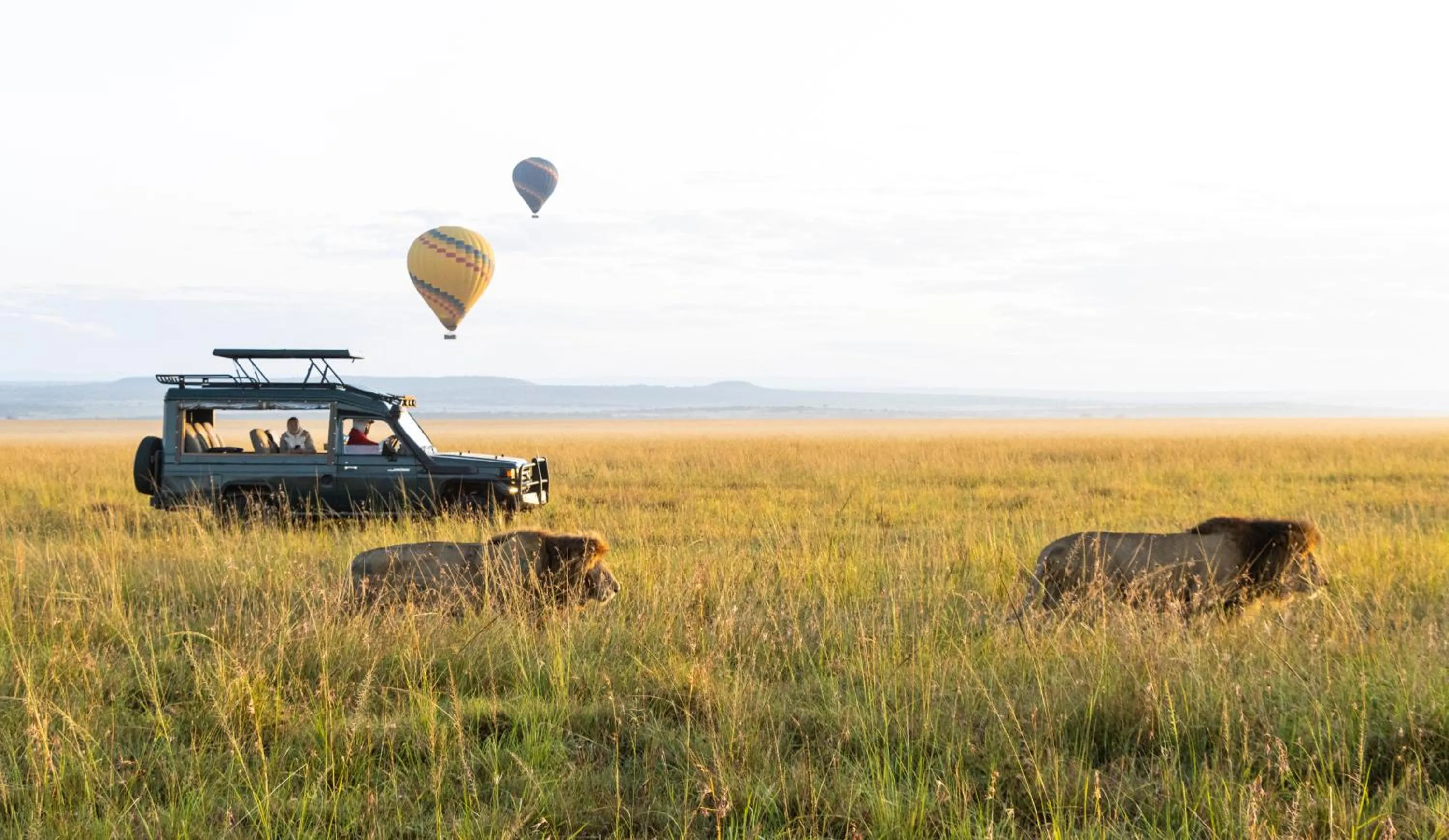 Animals in PrideInn Mara Camp & Cottages