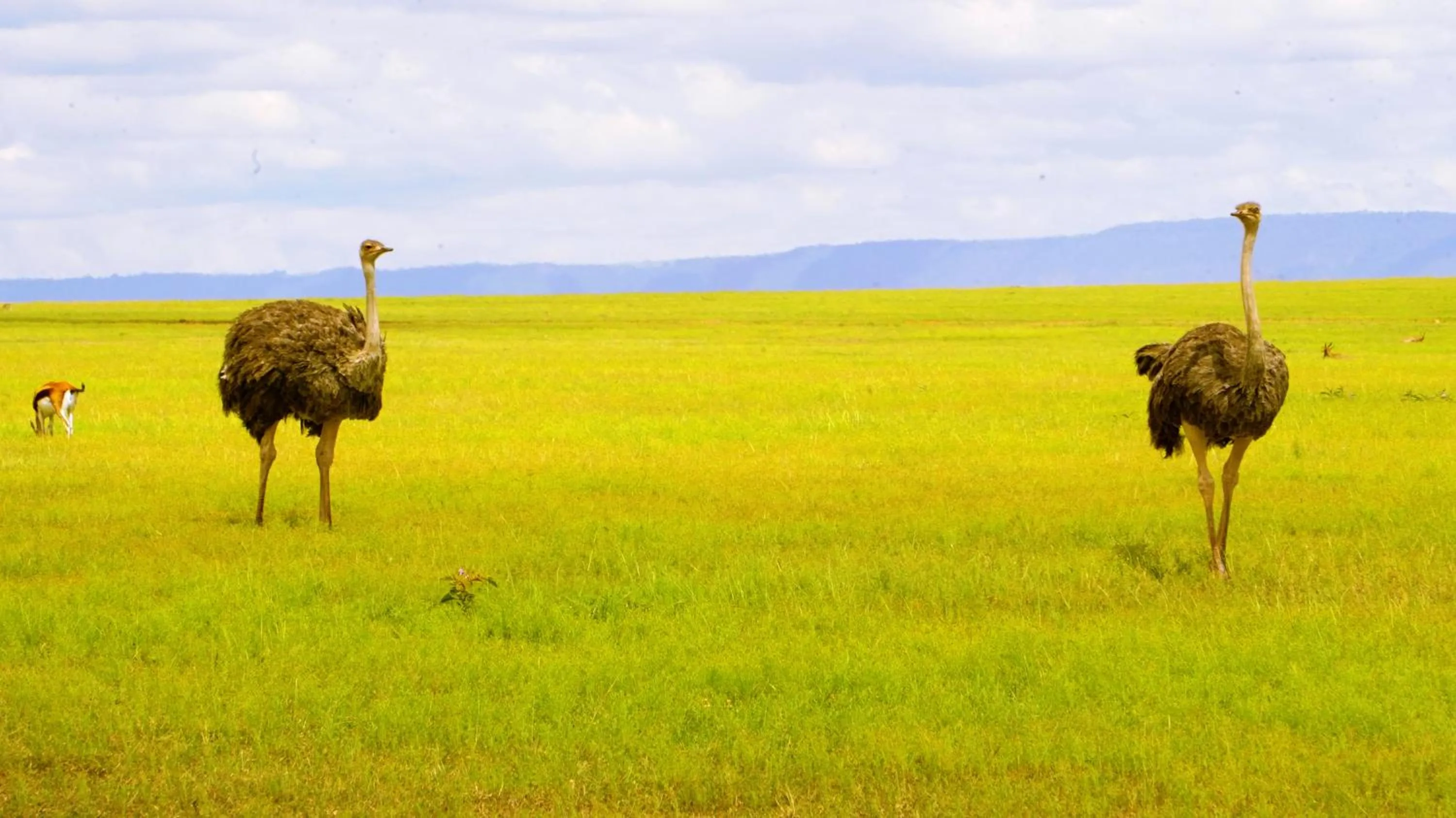 Animals in PrideInn Mara Camp & Cottages