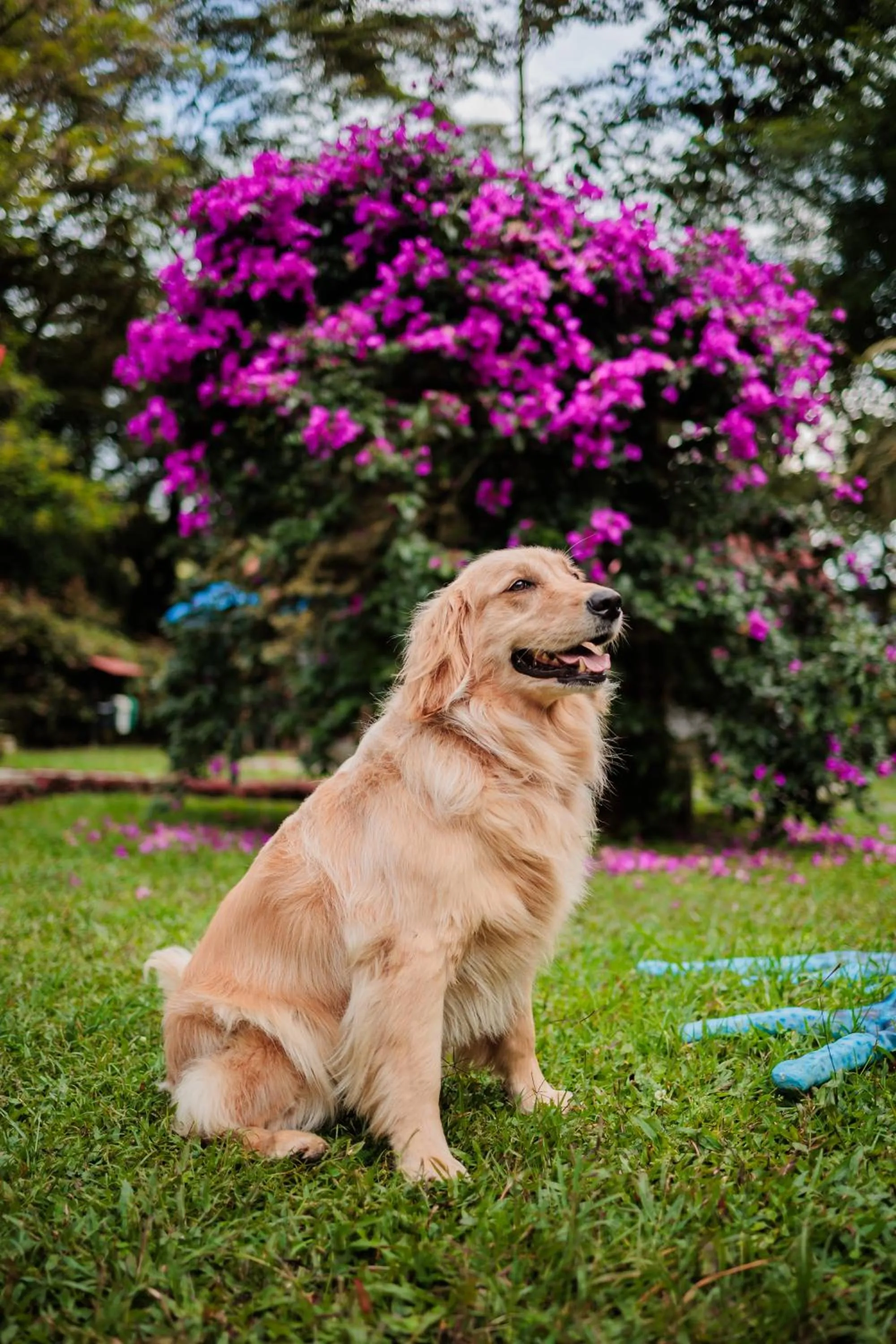 Pets in Ecohotel Piedemonte