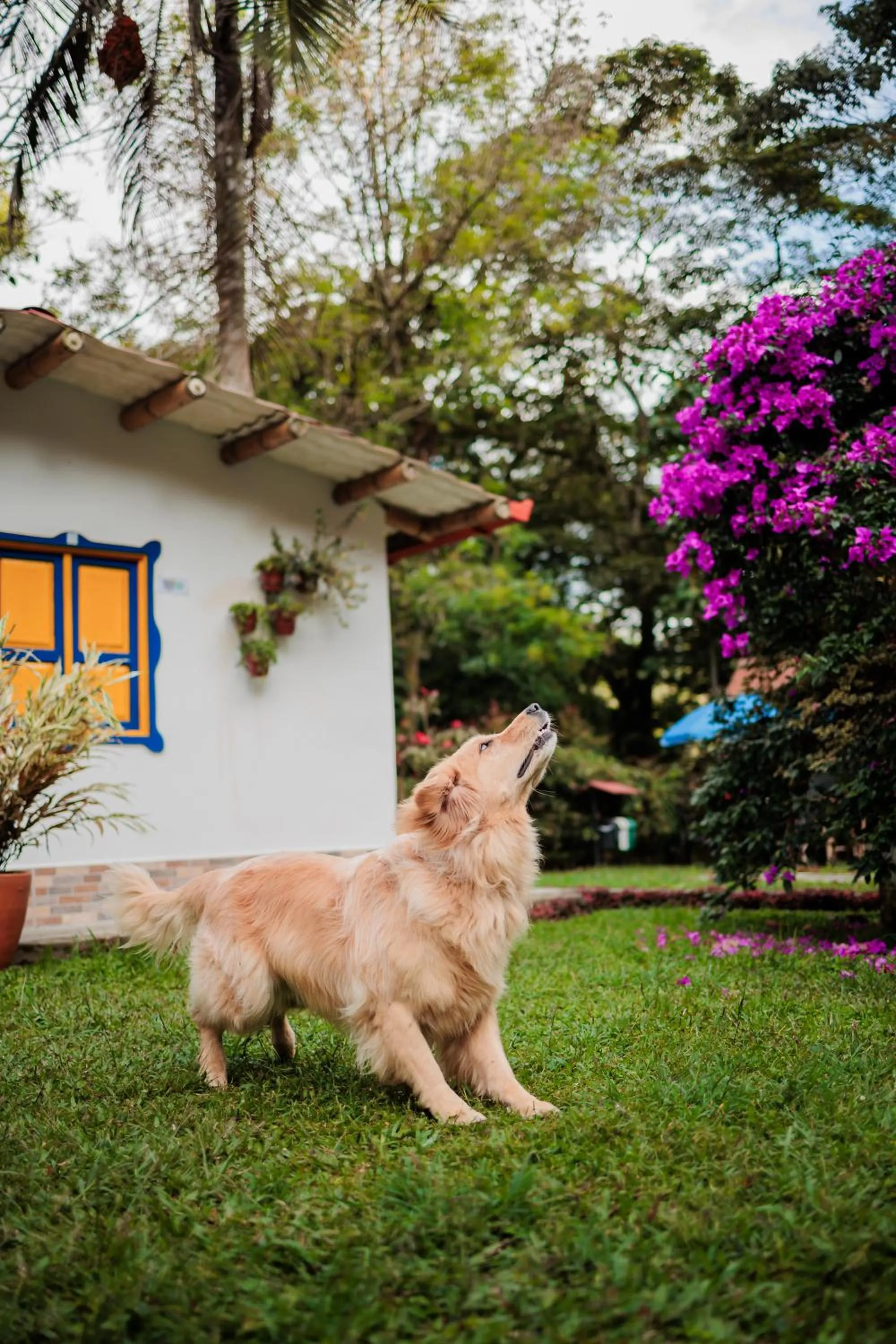 Pets in Ecohotel Piedemonte