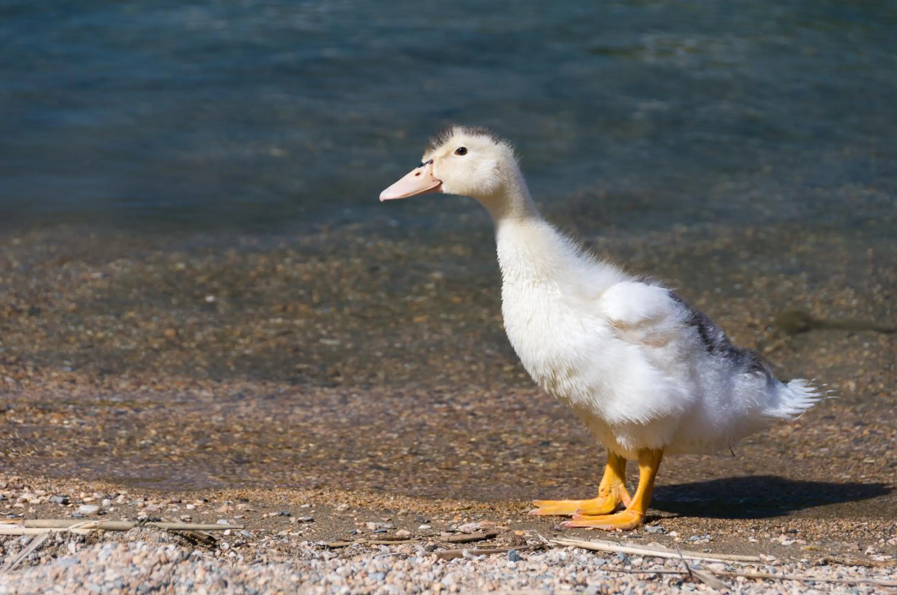 Animals in Energy Hotel