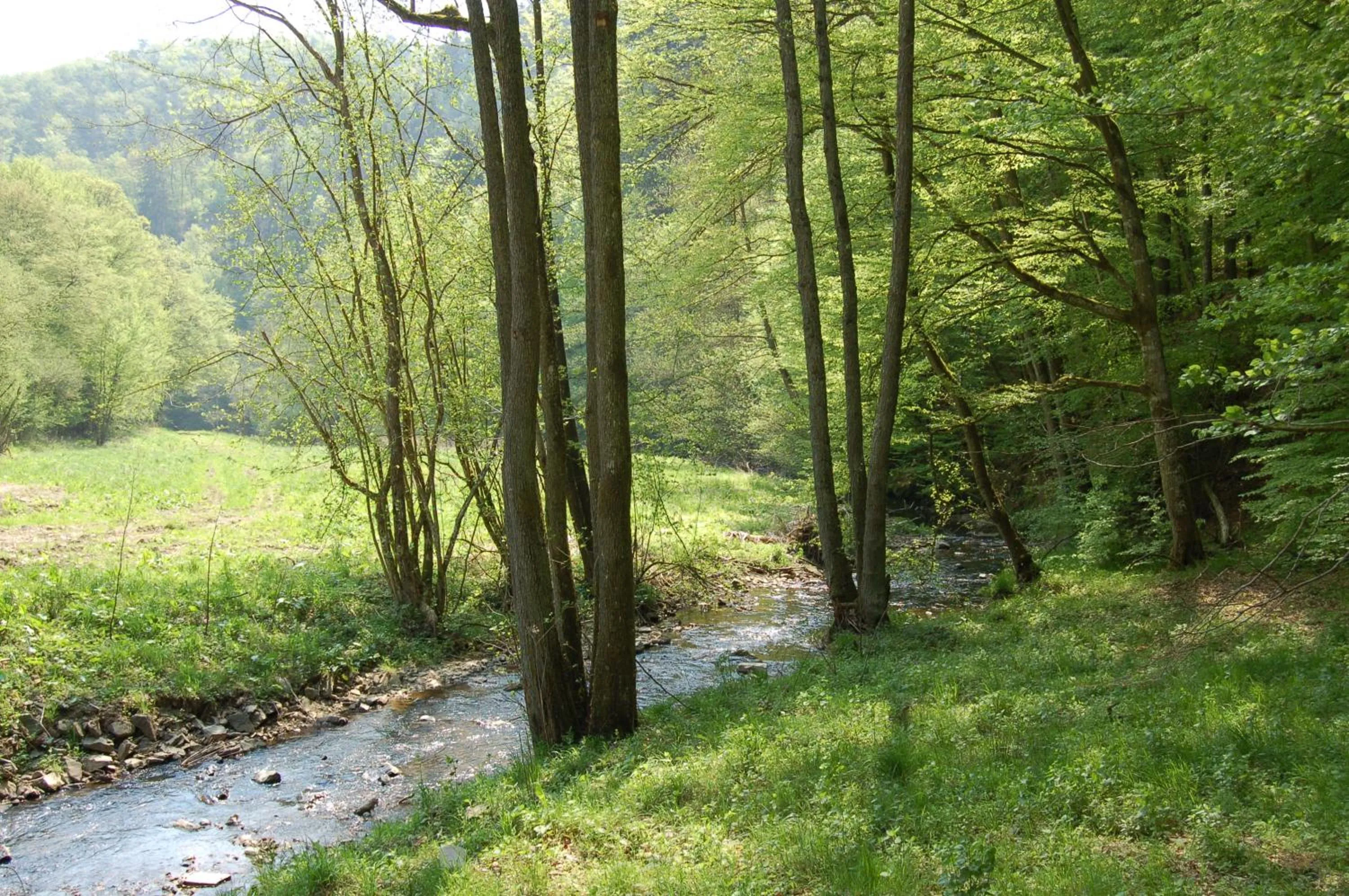 Natural landscape in Landgasthaus Pfahl