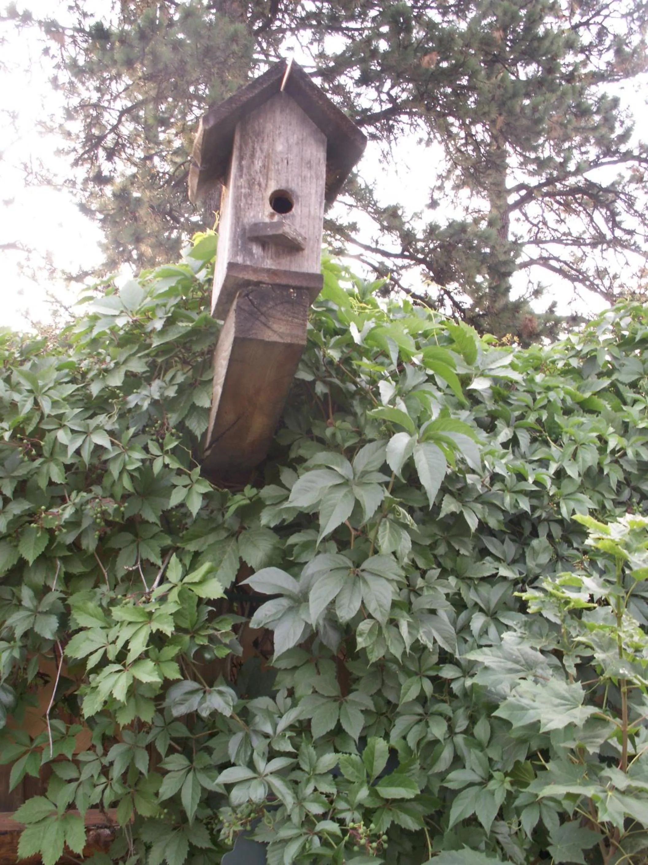 Natural landscape in Whitebird Summit Lodge