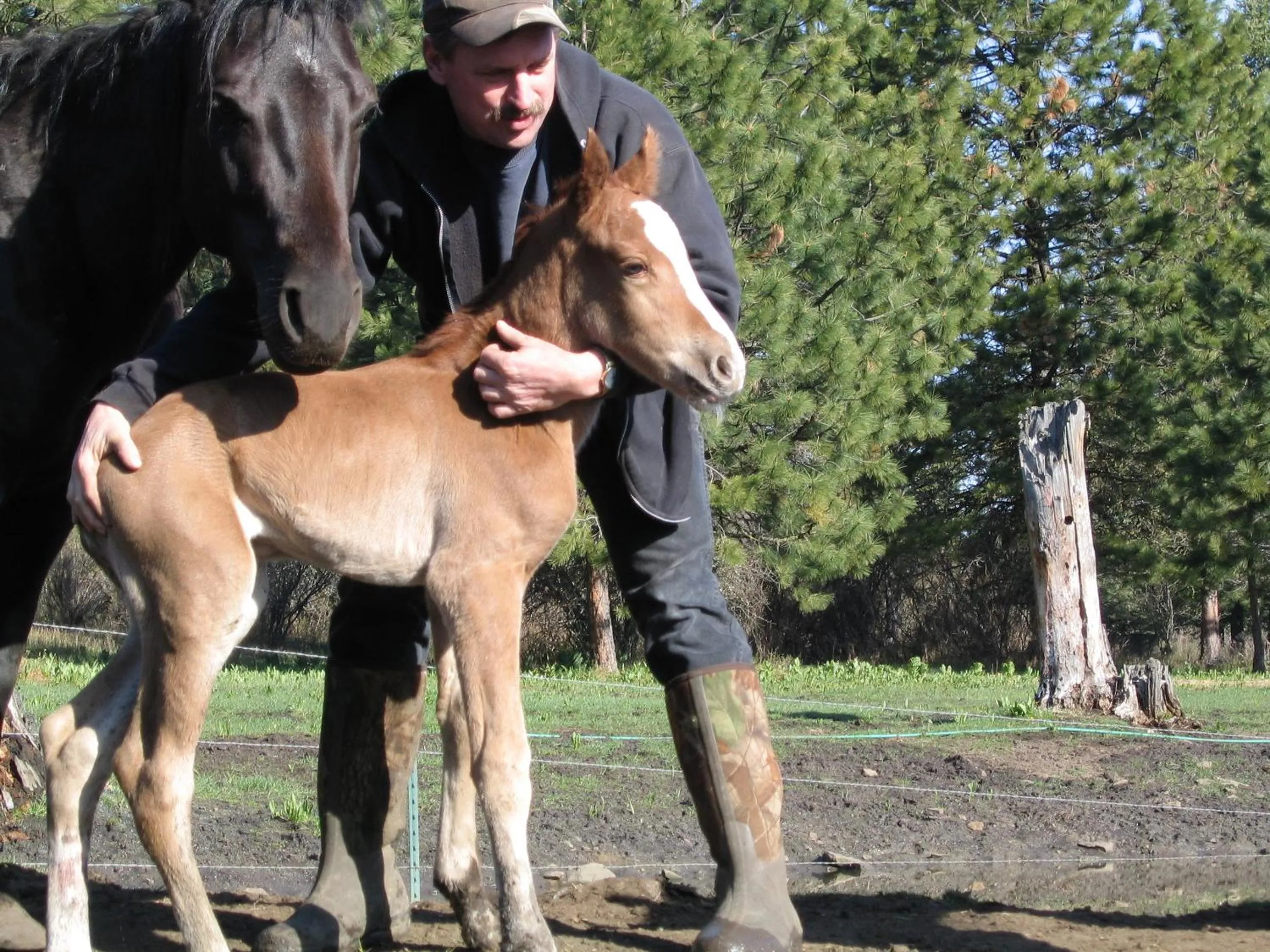 Horse-riding in Whitebird Summit Lodge
