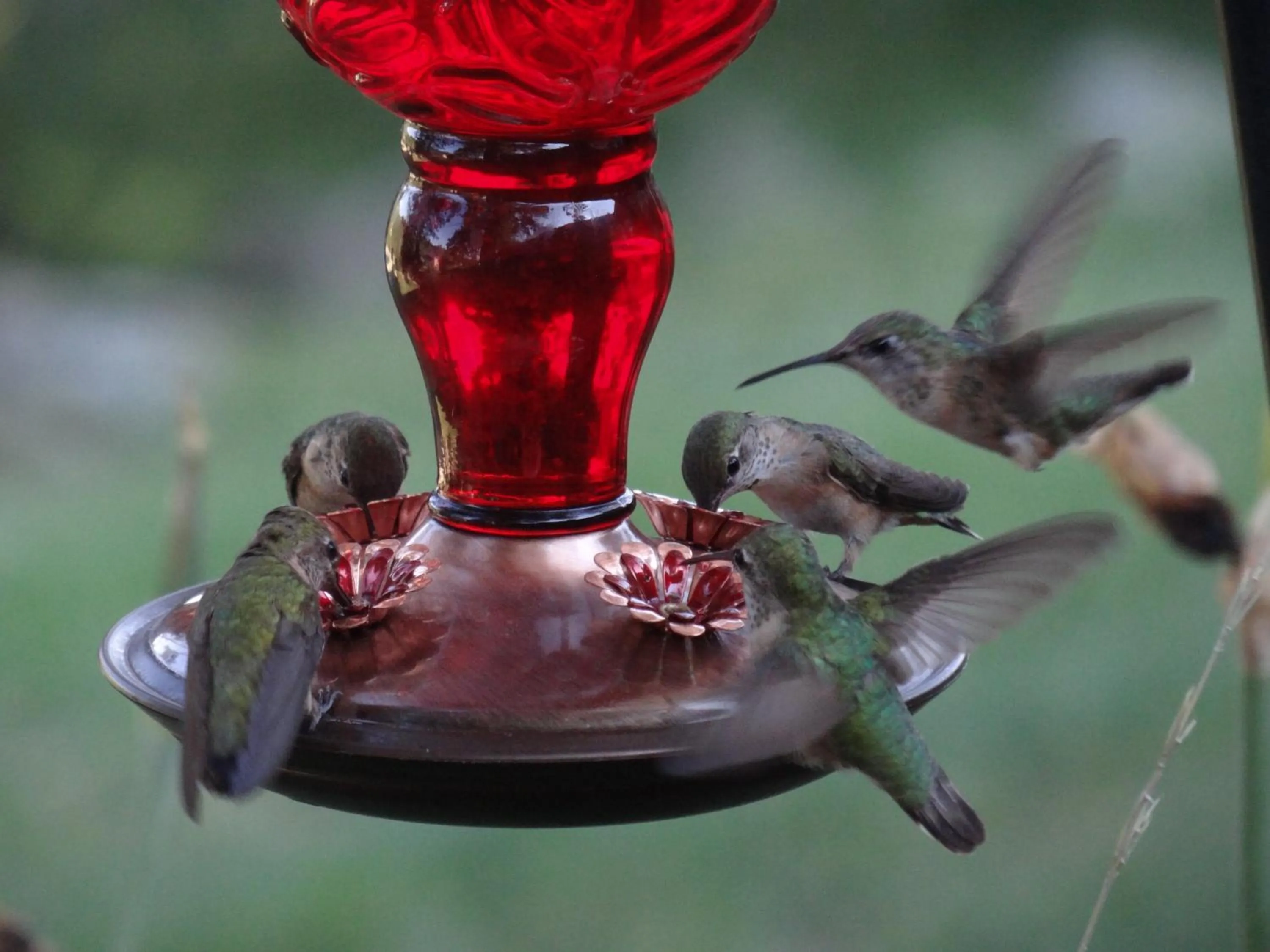 Animals in Whitebird Summit Lodge