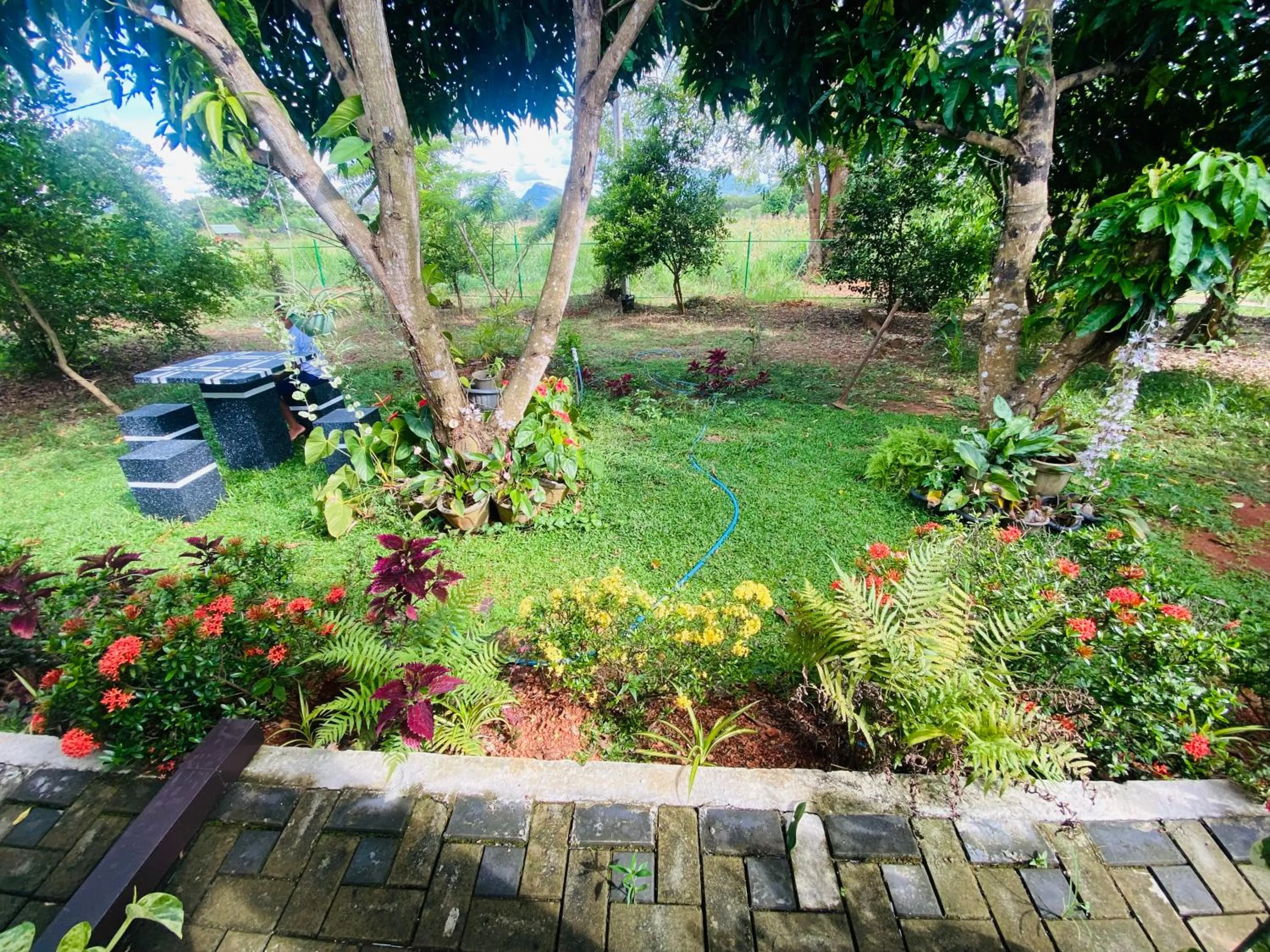 Garden in Fairview Dill homestay
