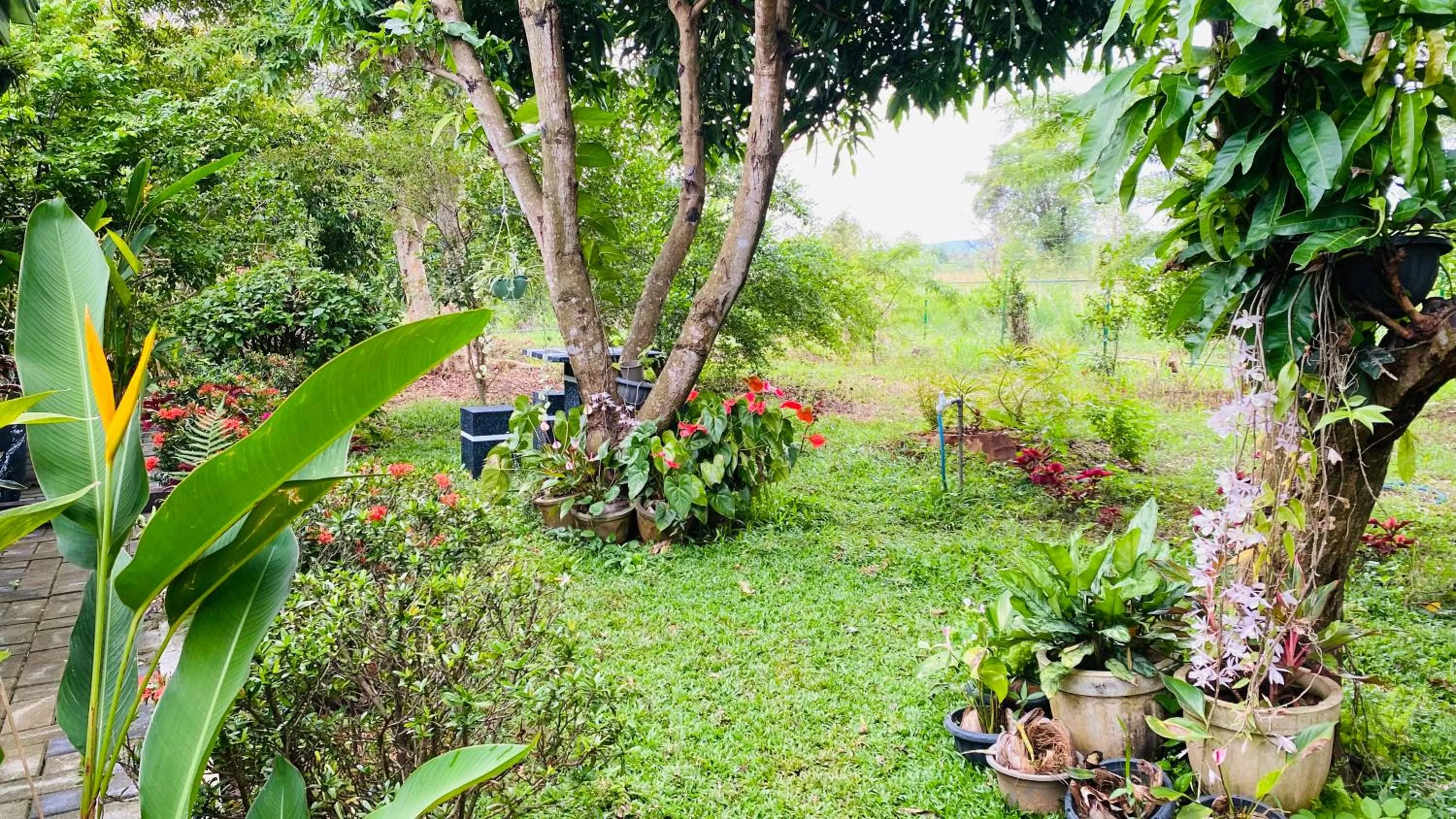 Garden view in Fairview Dill homestay