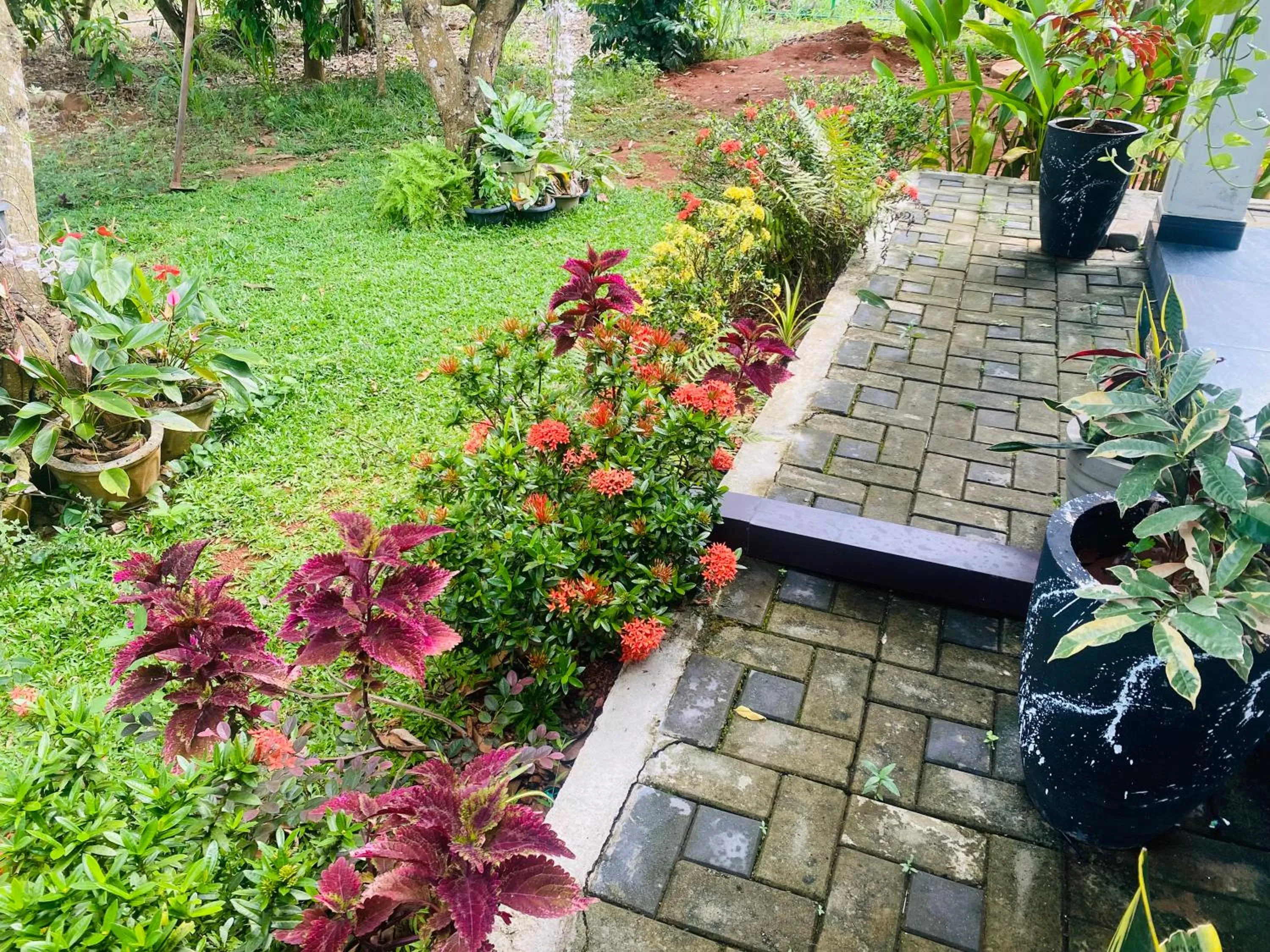 Garden view in Fairview Dill homestay