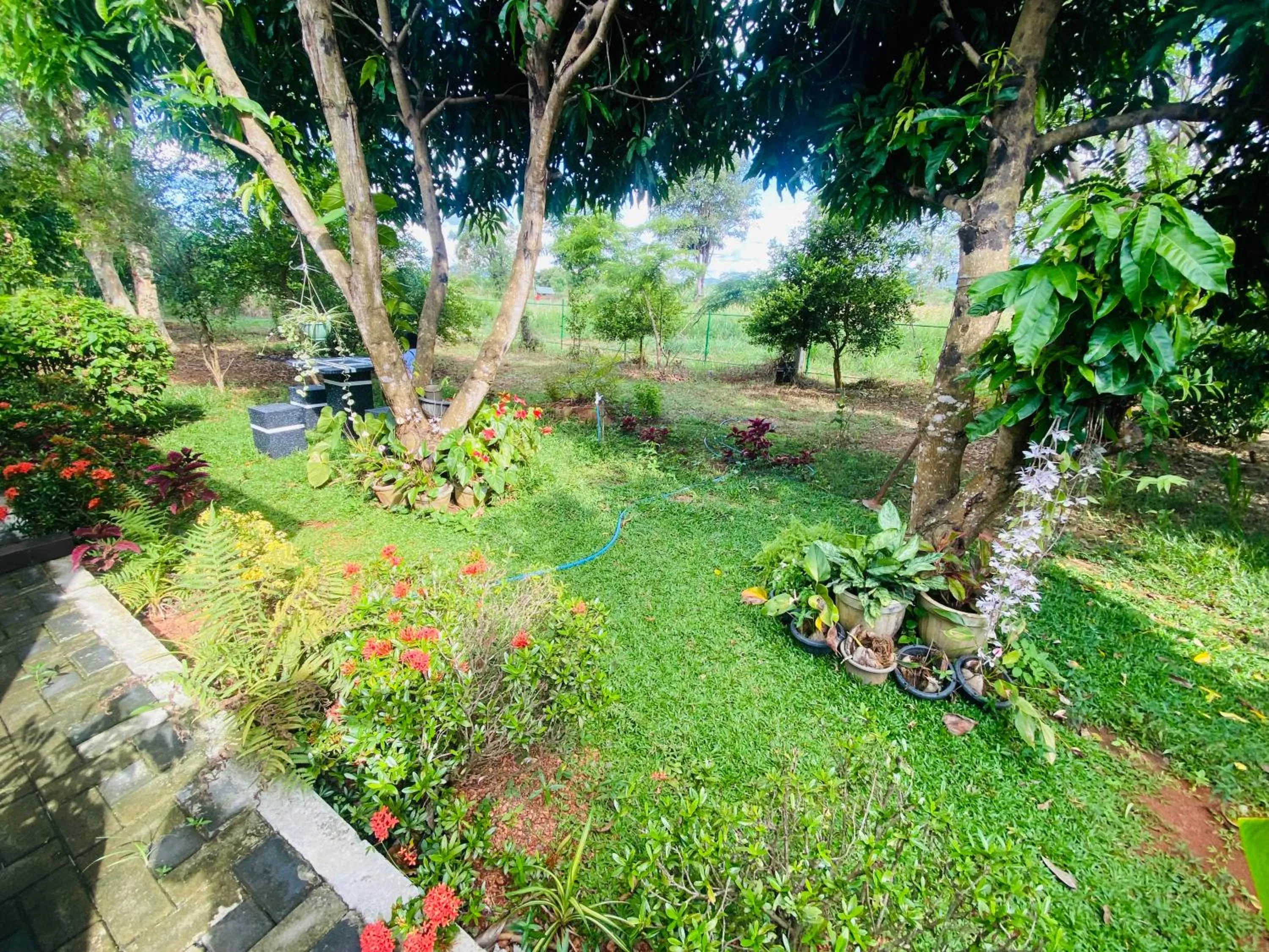 Garden in Fairview Dill homestay