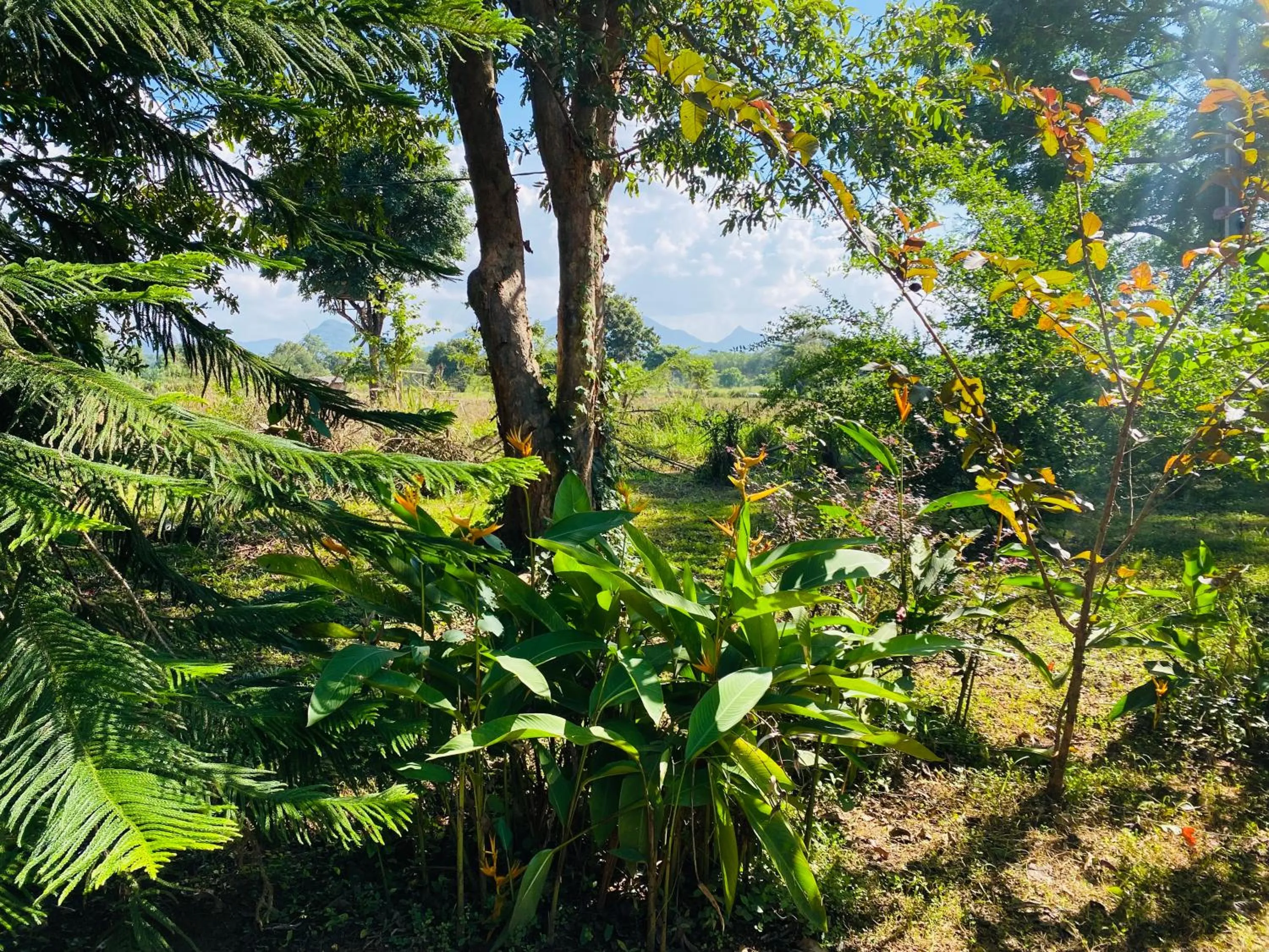 Property building in Fairview Dill homestay