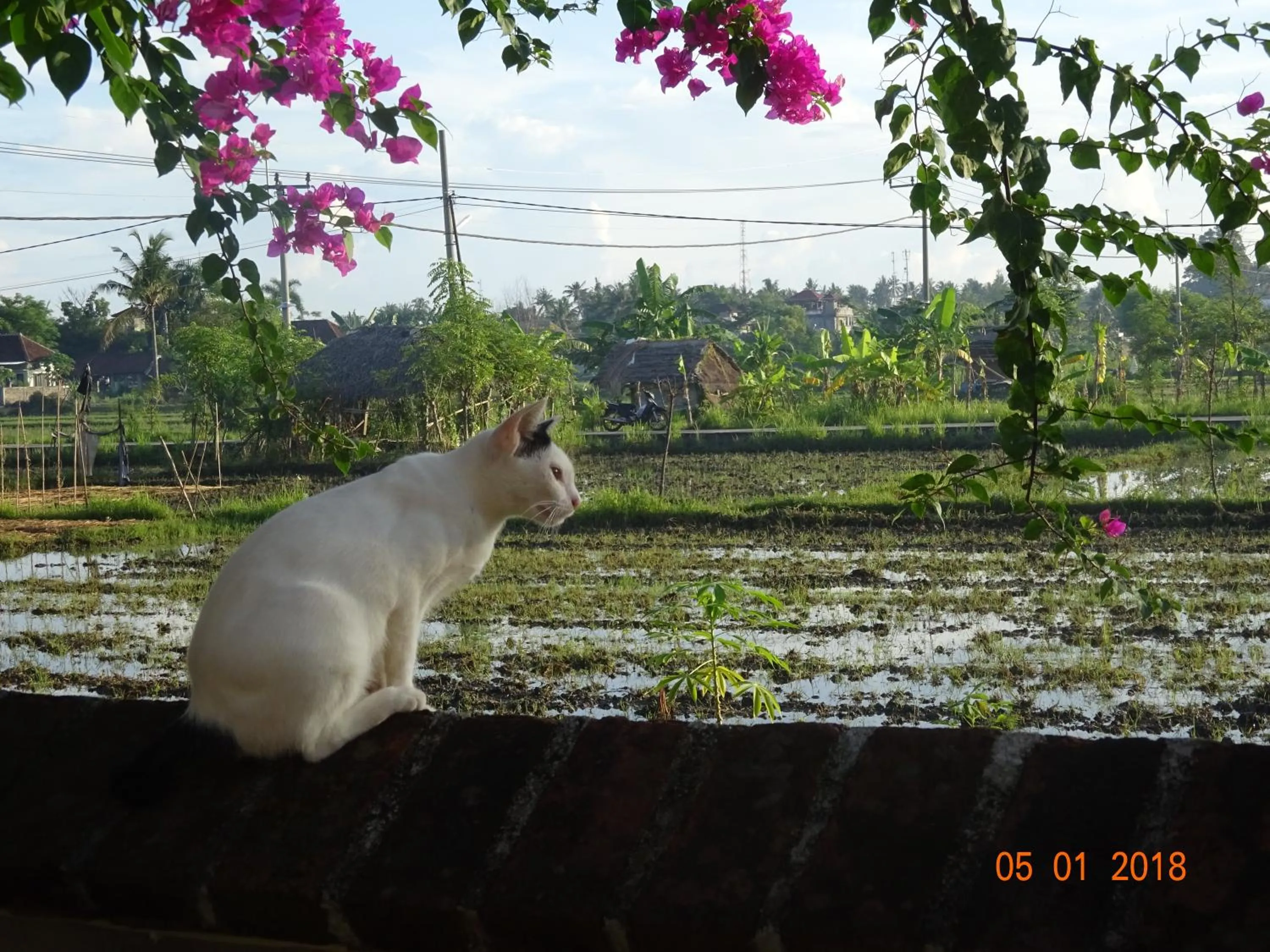Property building in Murnis Bungalow