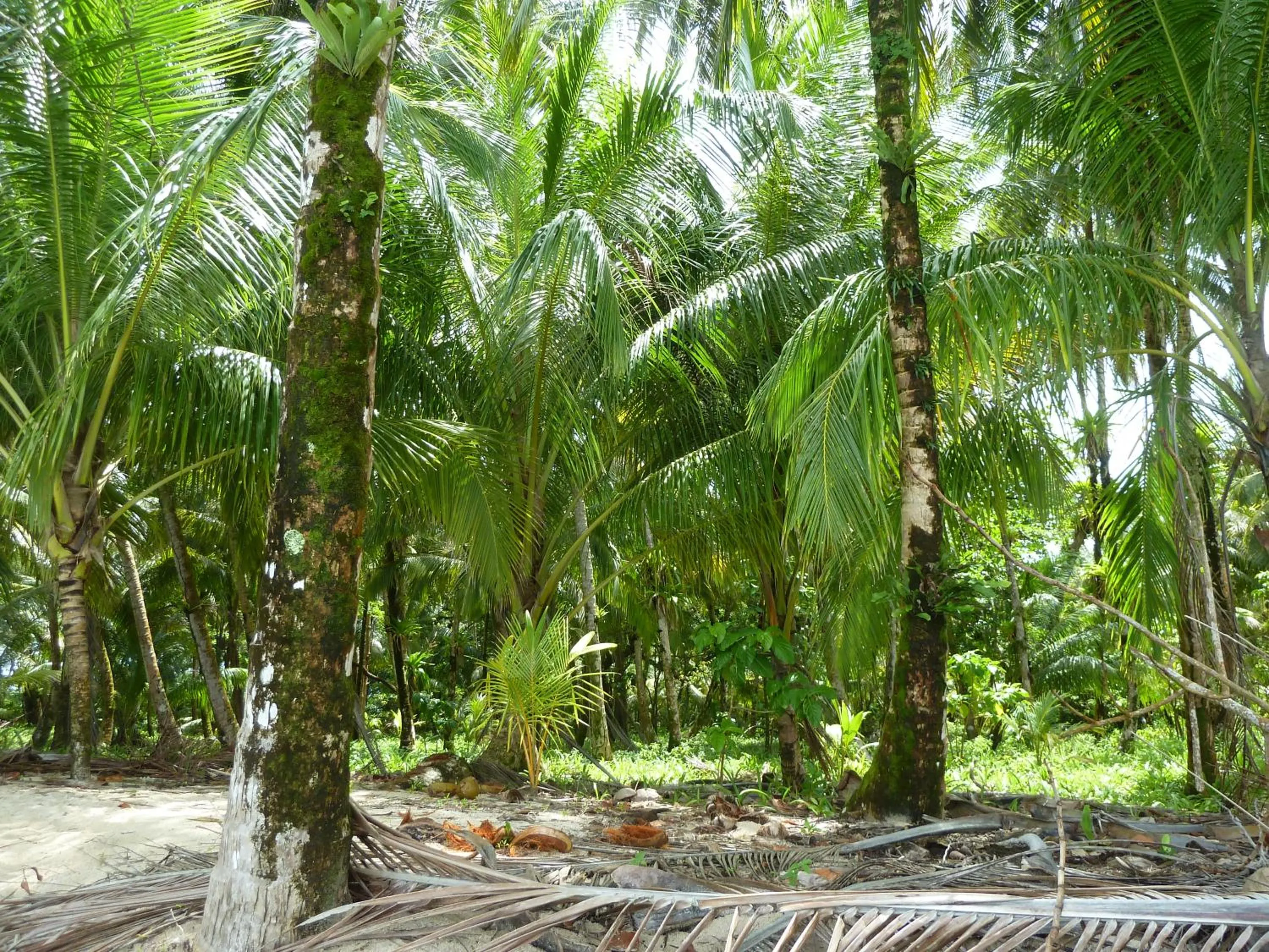 Natural landscape in Villa F&B