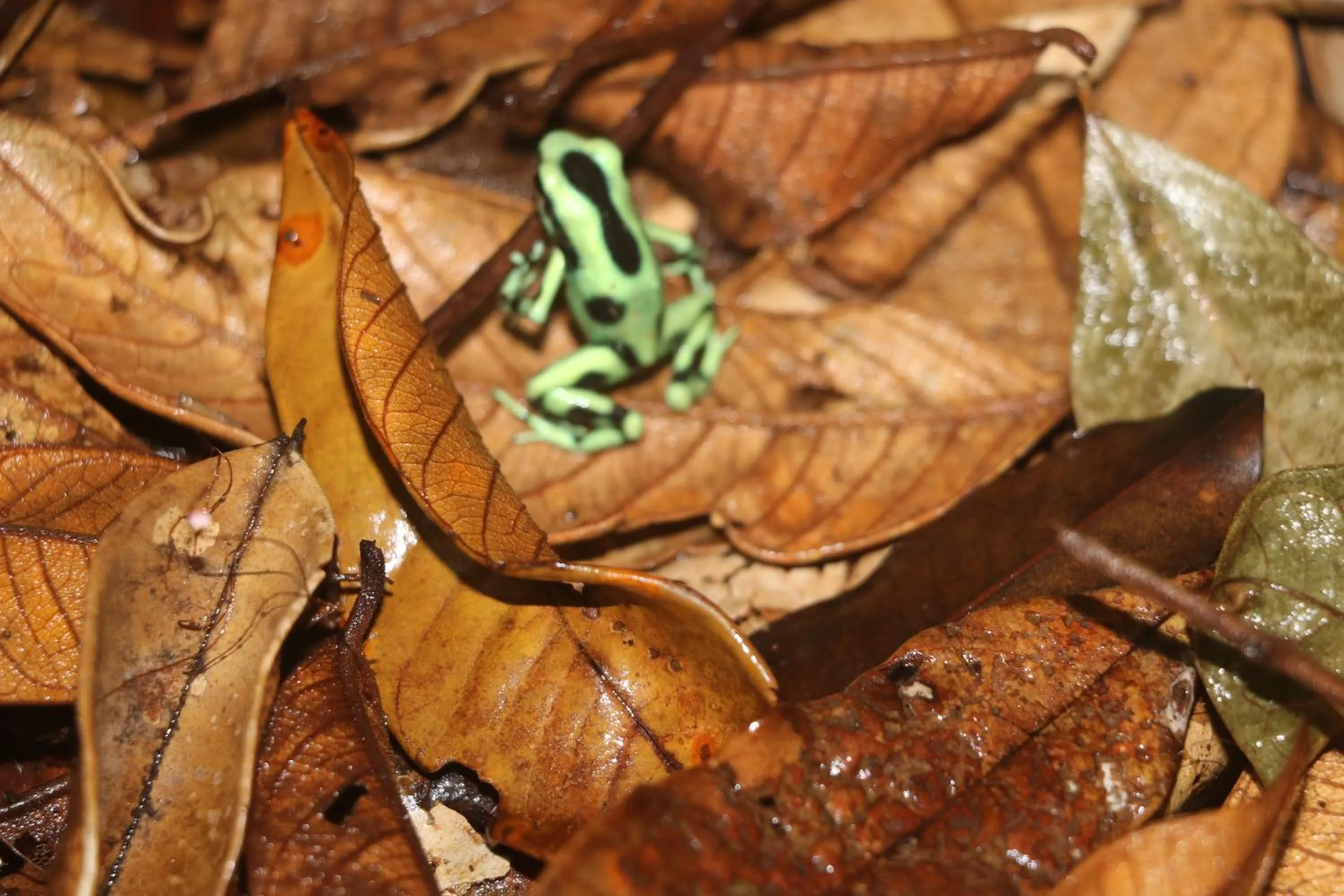 Property building in Villa F&B