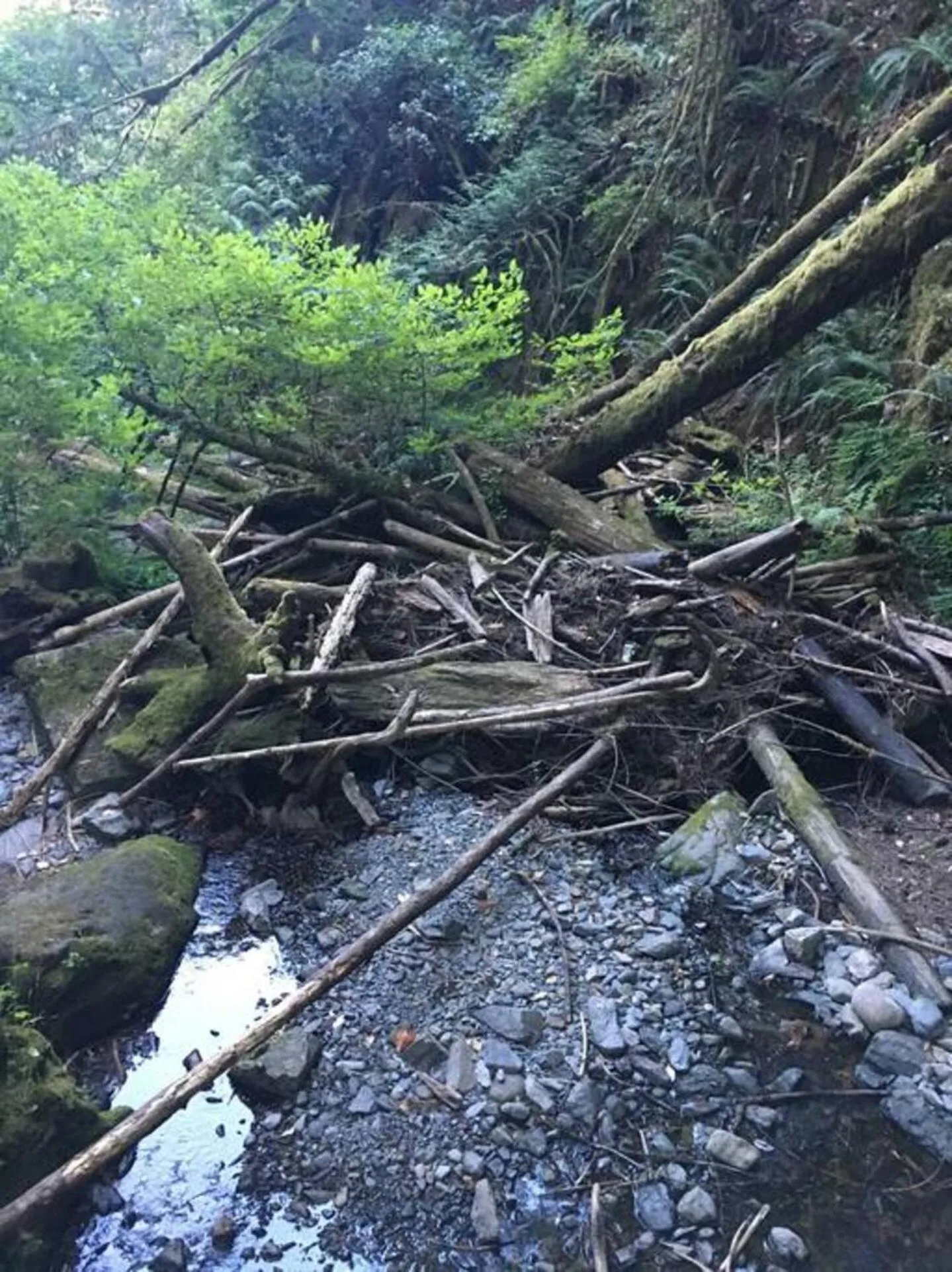The Great Escape - Port Renfrew