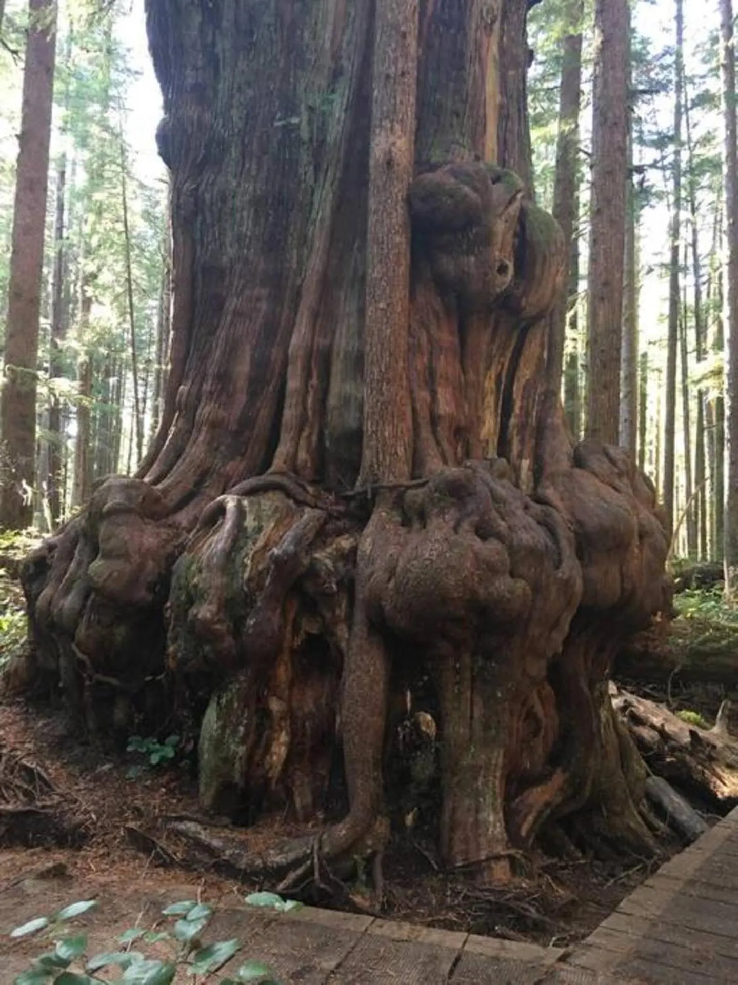 The Great Escape - Port Renfrew