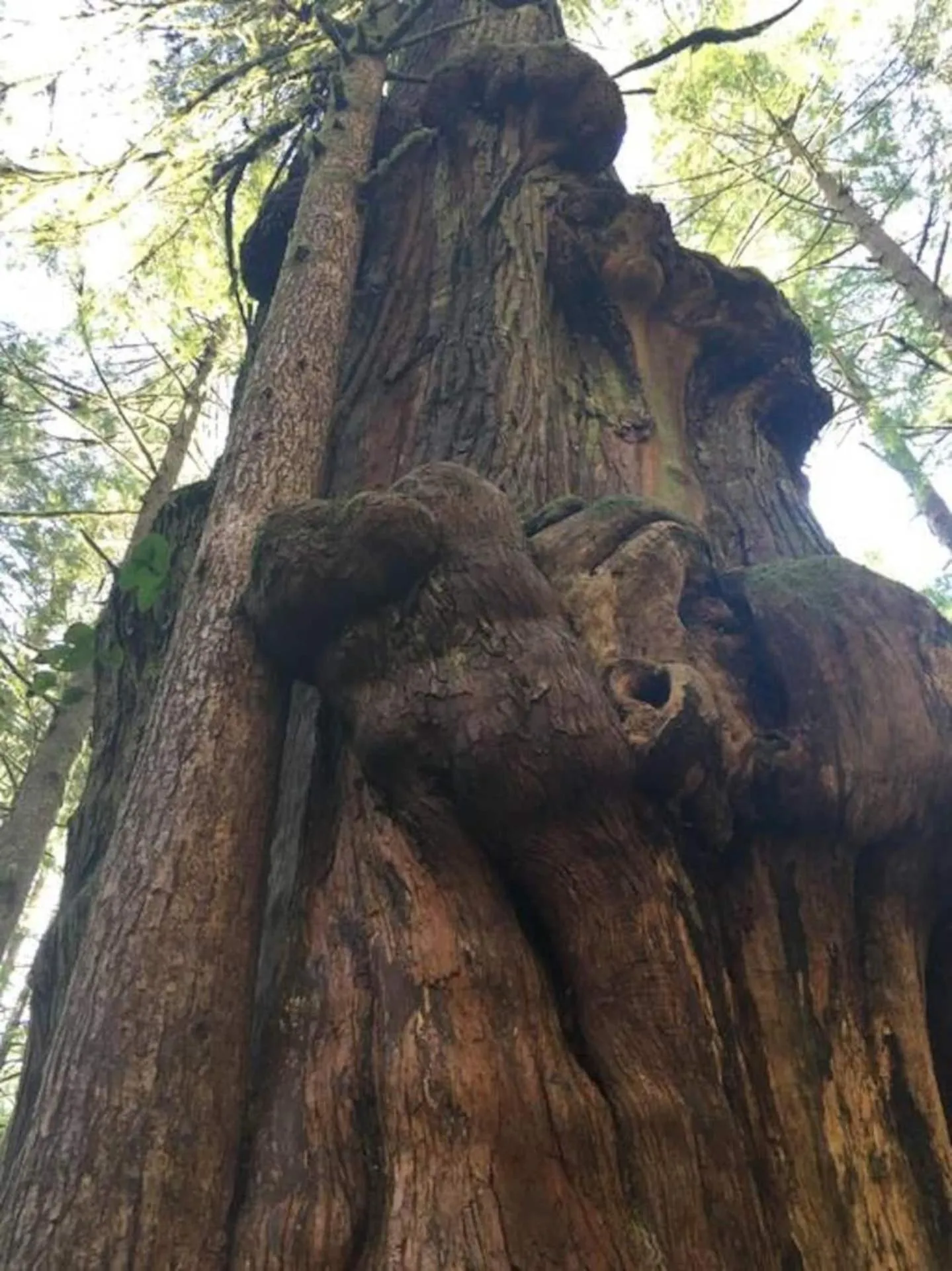 The Great Escape - Port Renfrew
