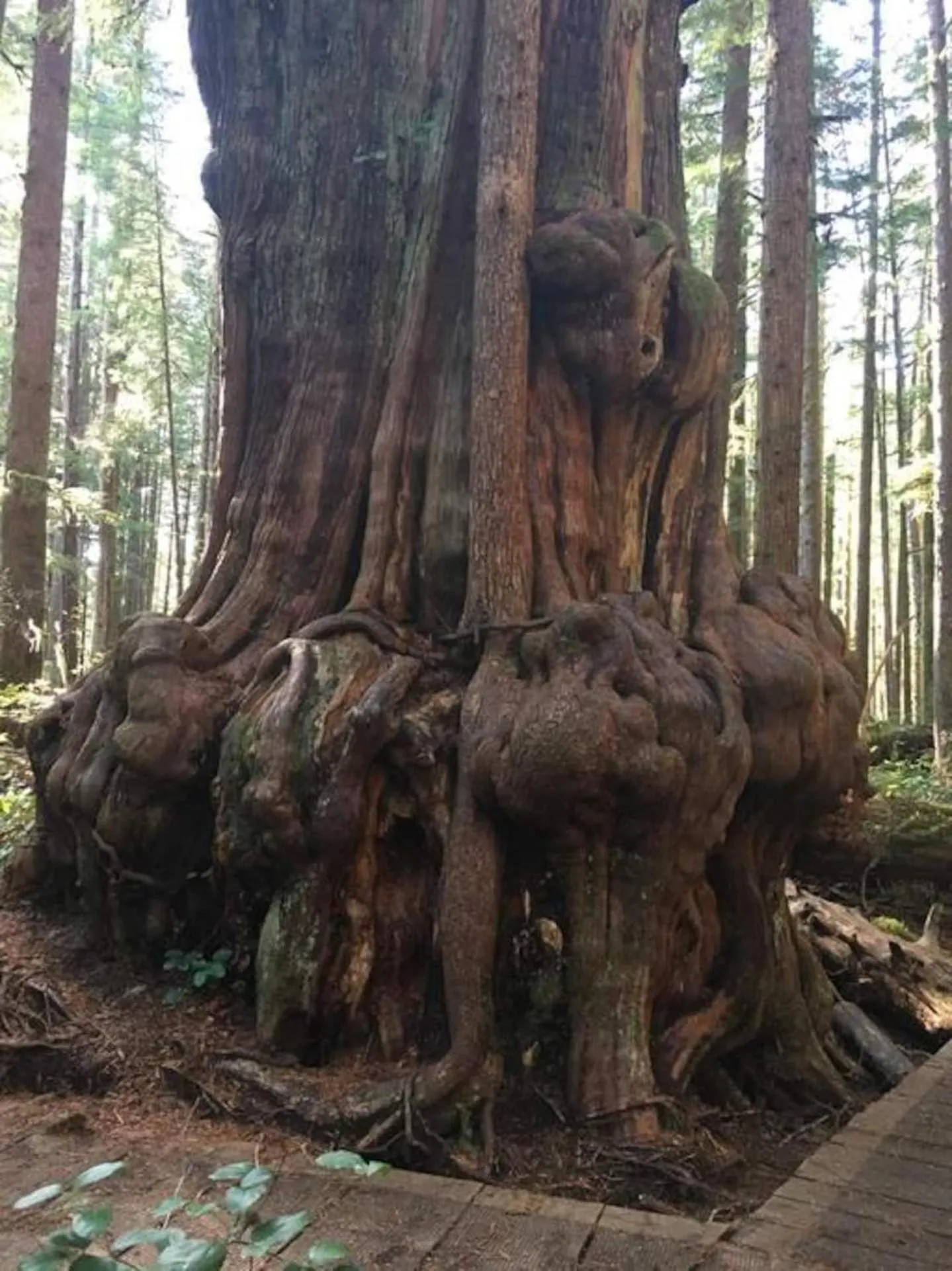 The Great Escape - Port Renfrew