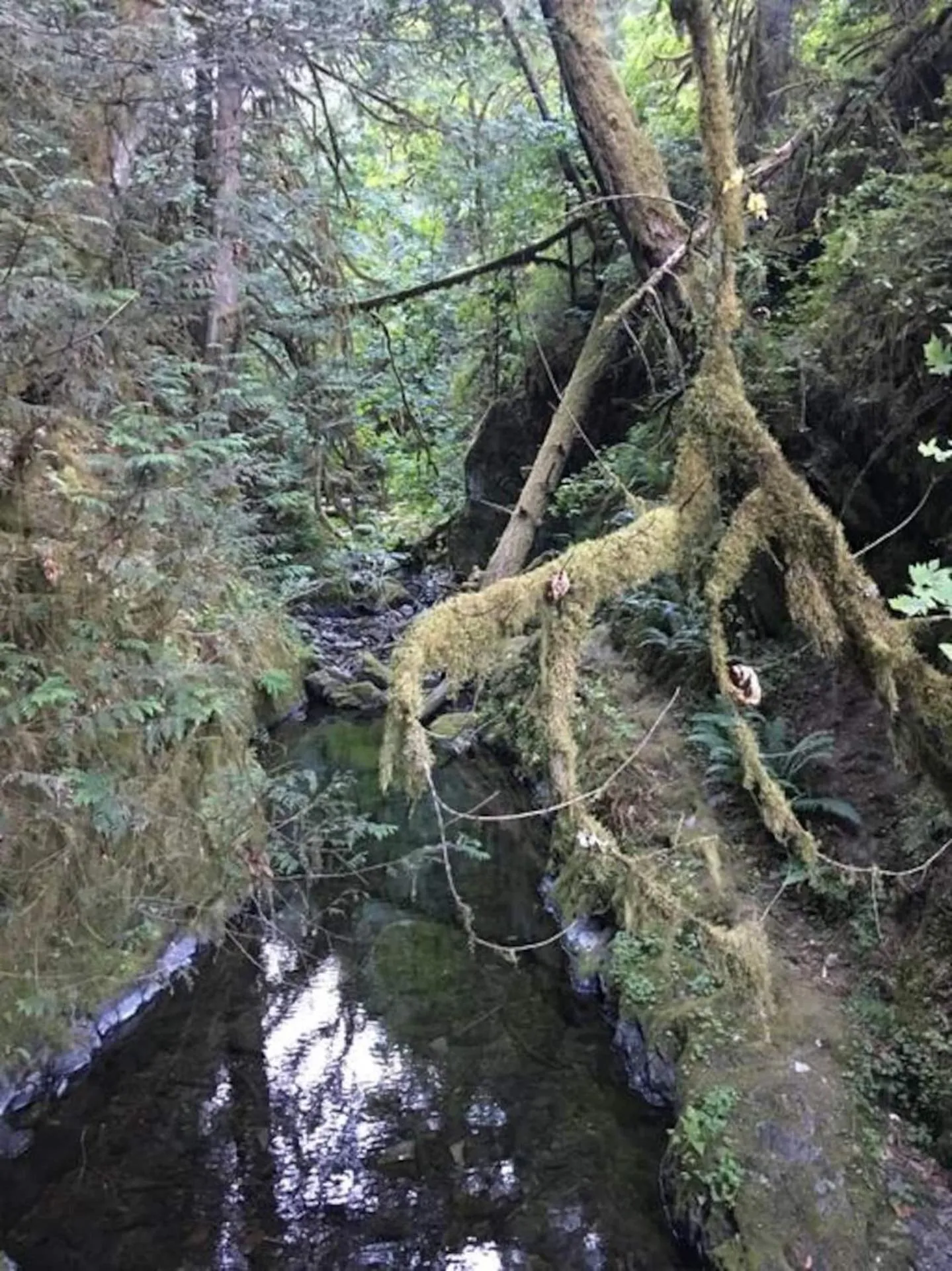 The Great Escape - Port Renfrew