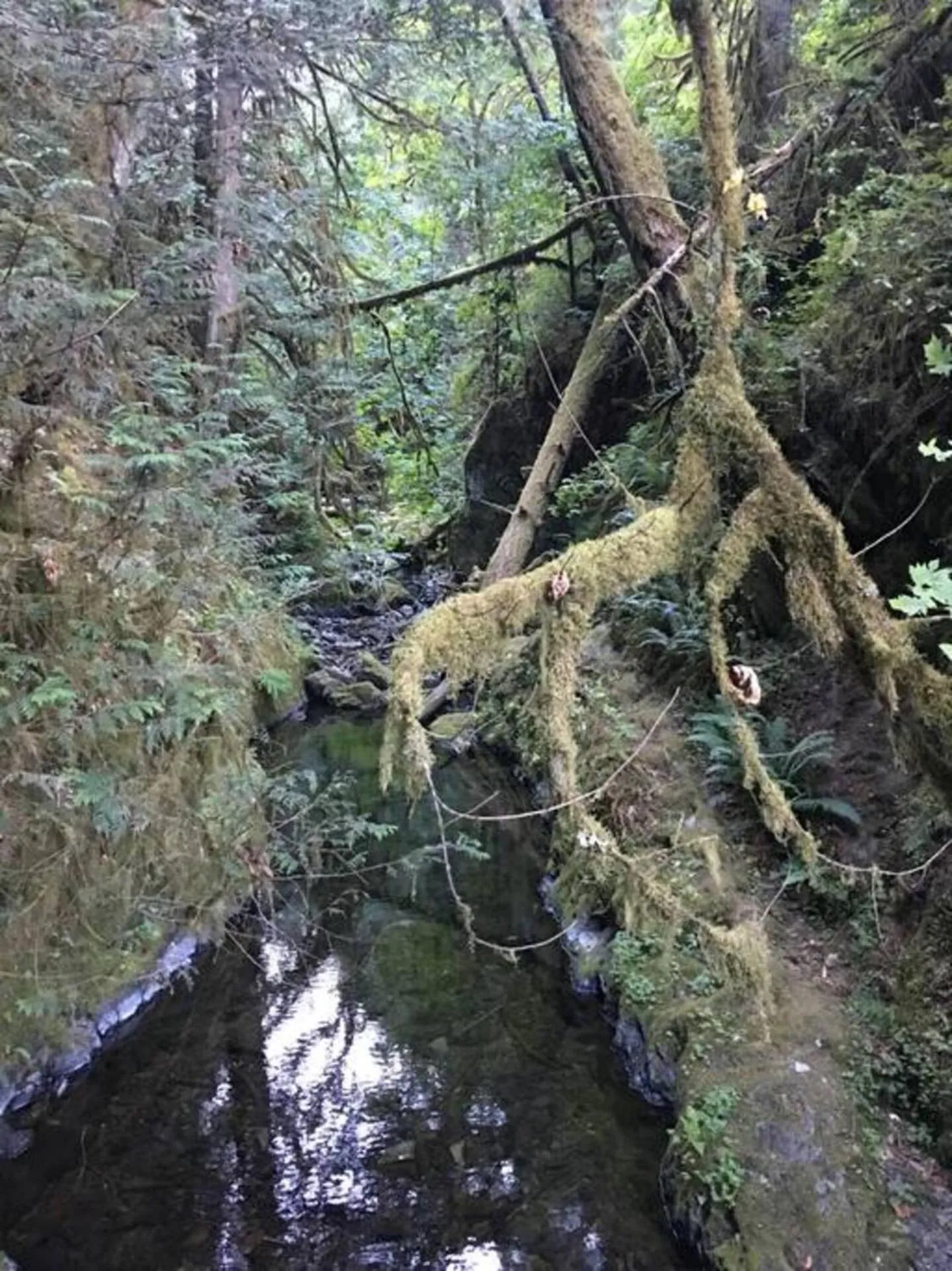 The Great Escape - Port Renfrew