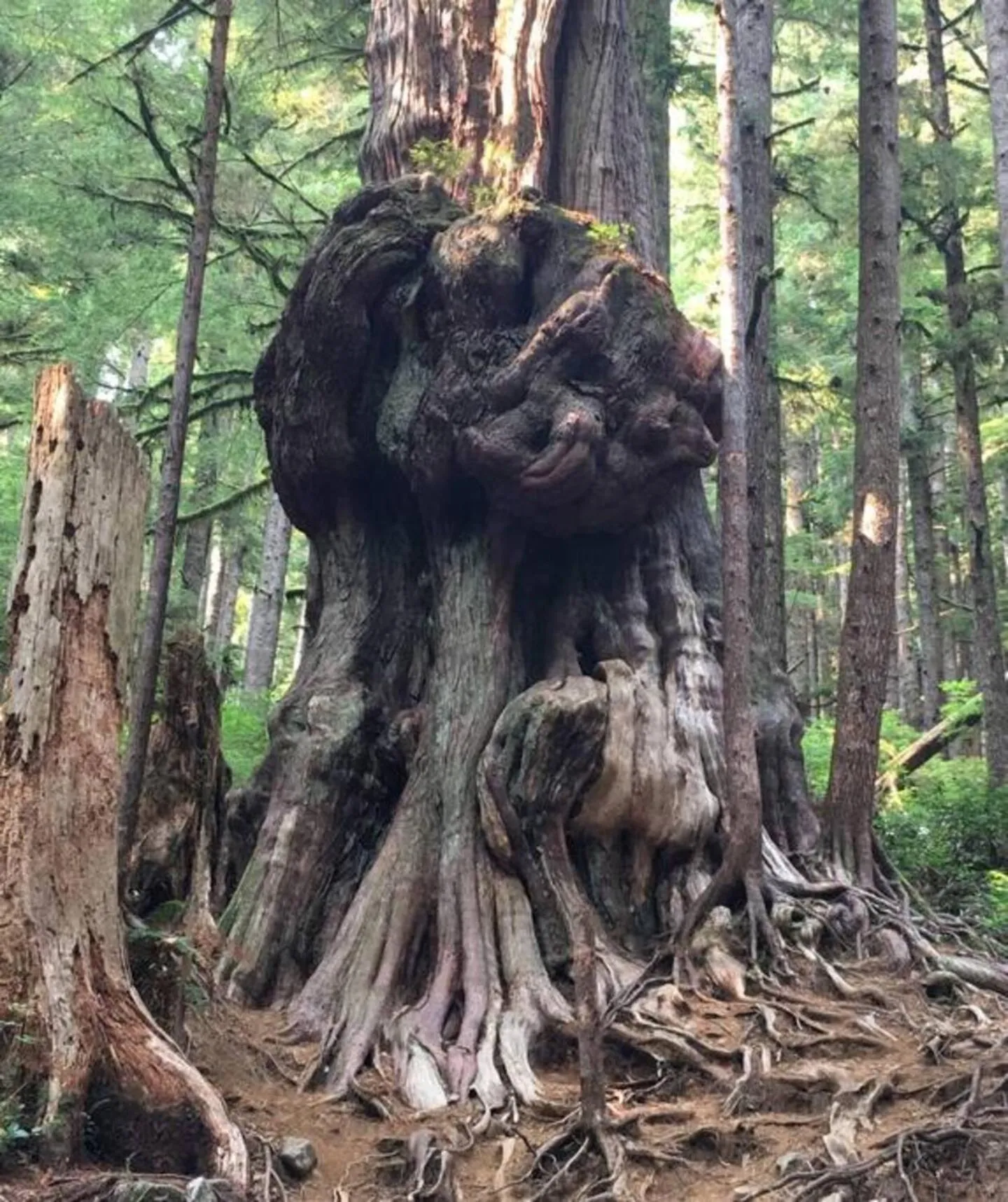 The Great Escape - Port Renfrew