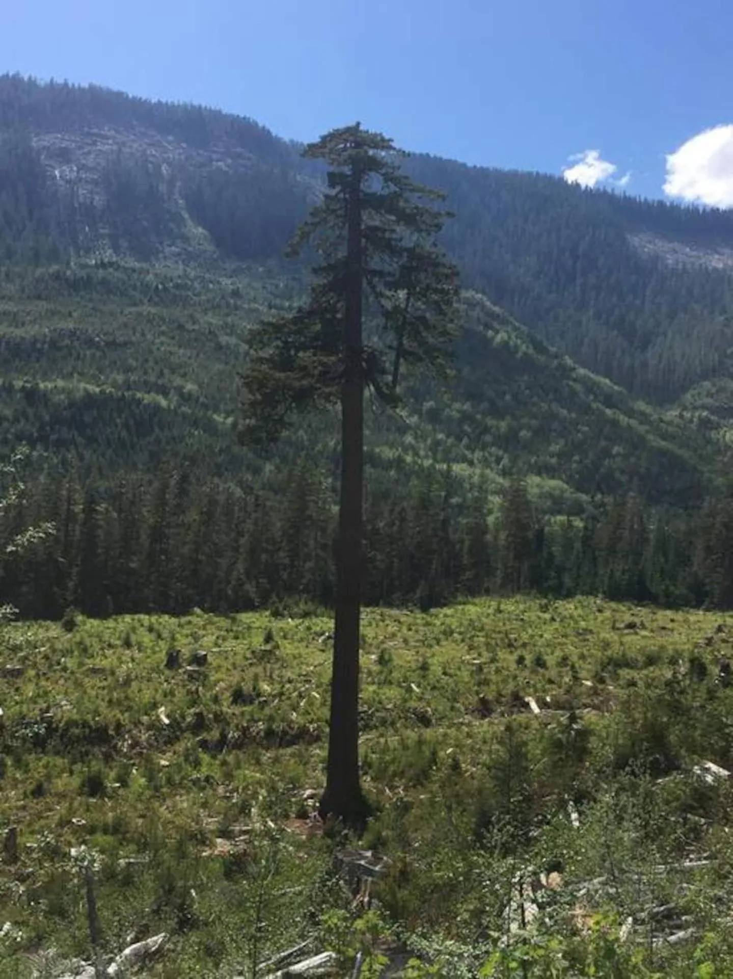 The Great Escape - Port Renfrew