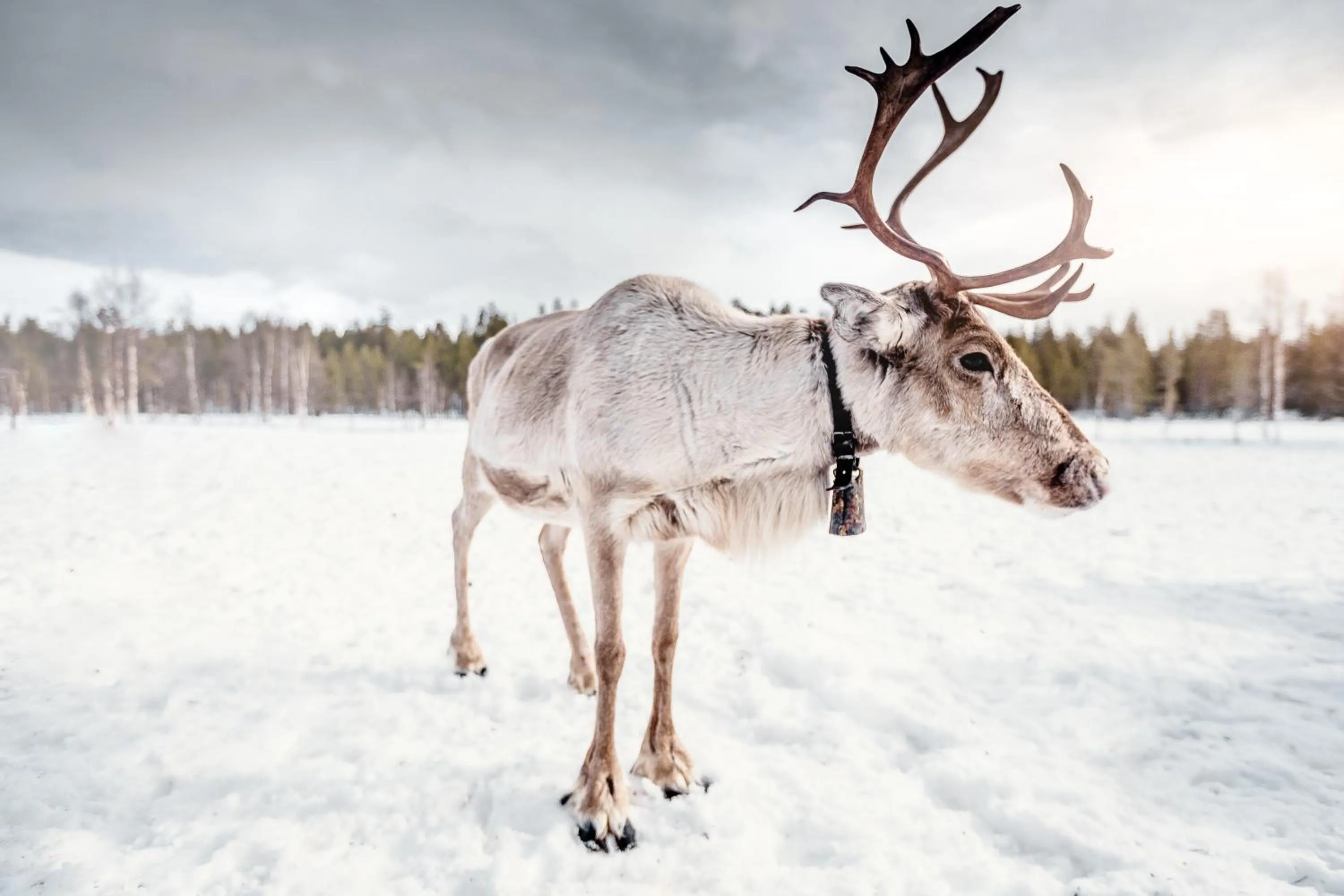 Laponia Hotell & Konferens