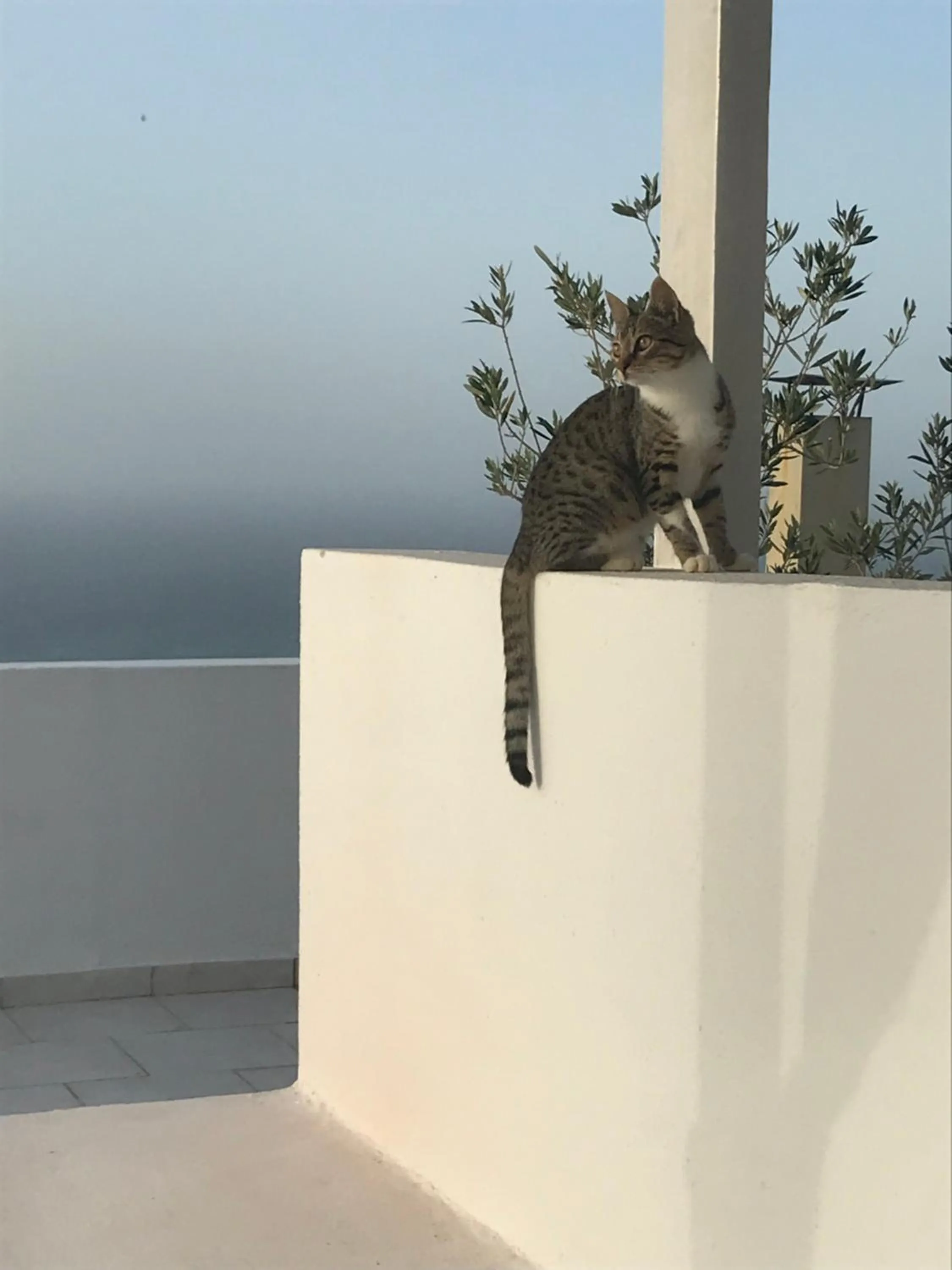 Pets in Nakou Village