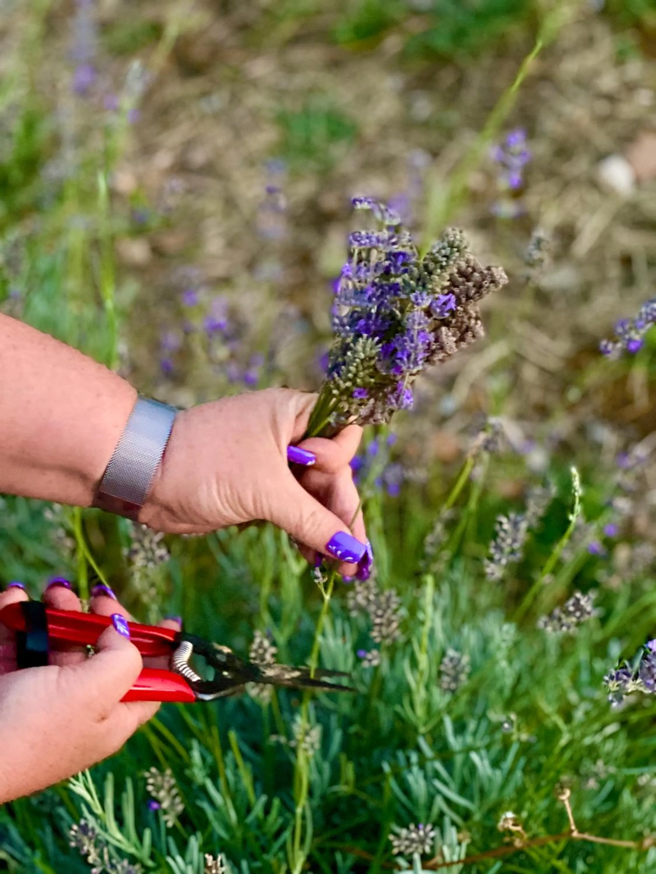 Activities in LaChiusa Tuscany