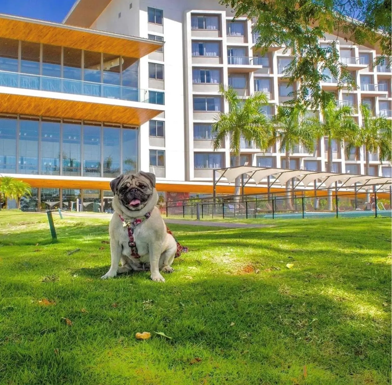 pet friendly in Novotel Itu Terras de São José Golf & Resort