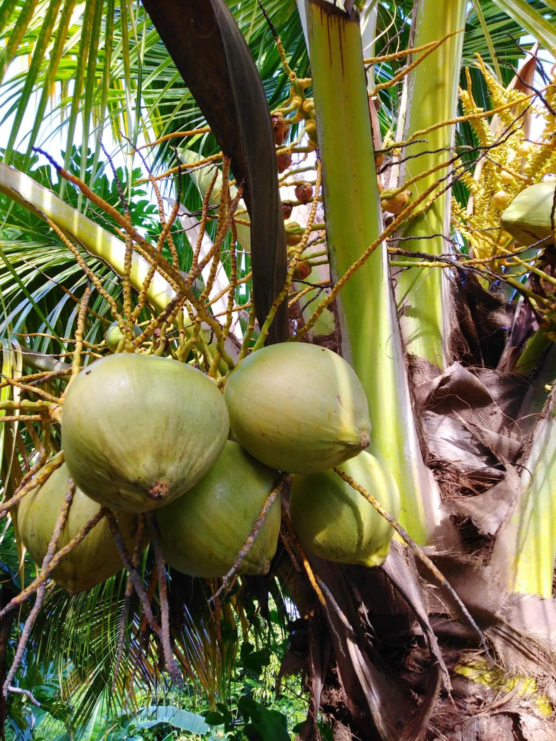 Ti Coco