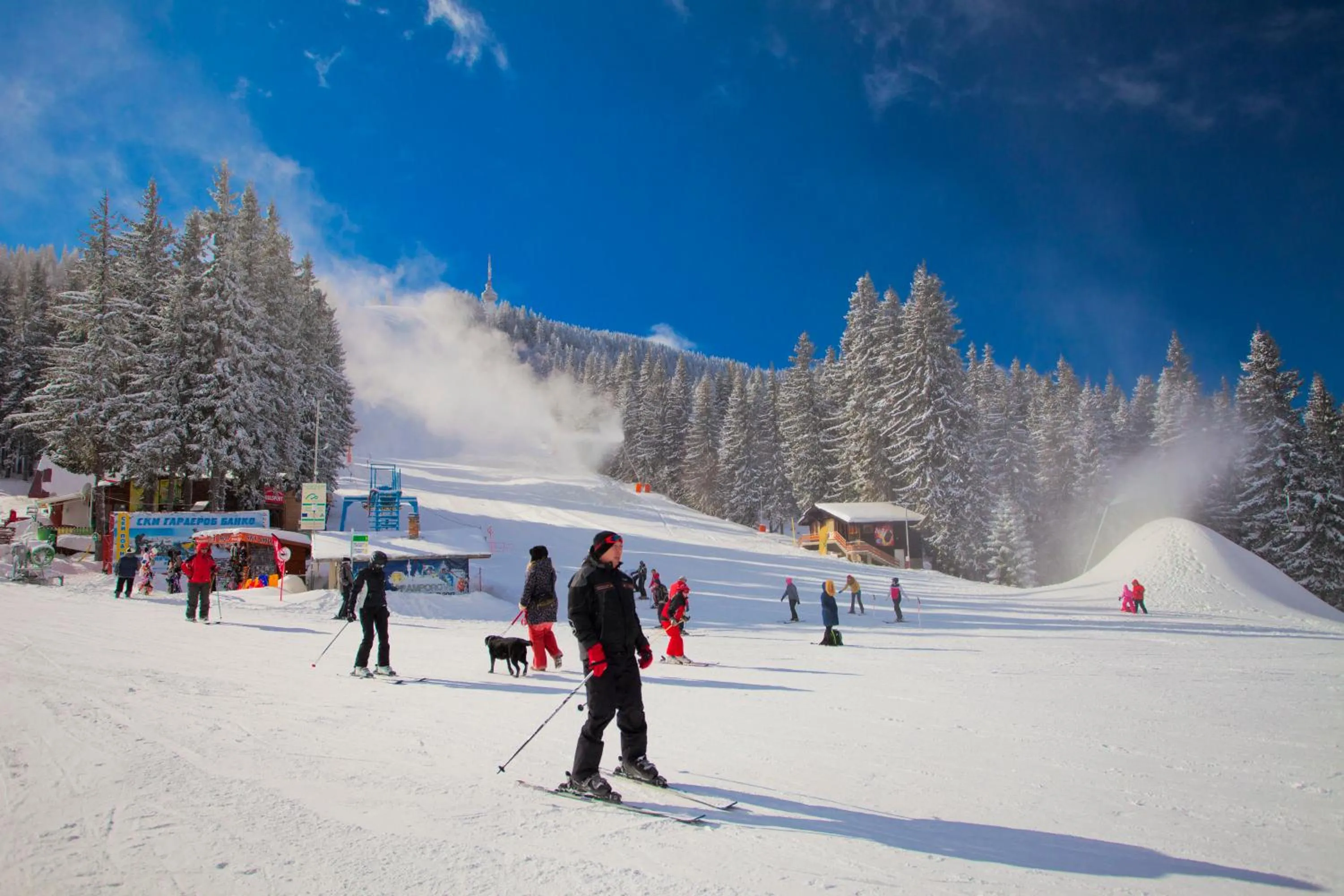 Winter in Apartments Flora-Daisy