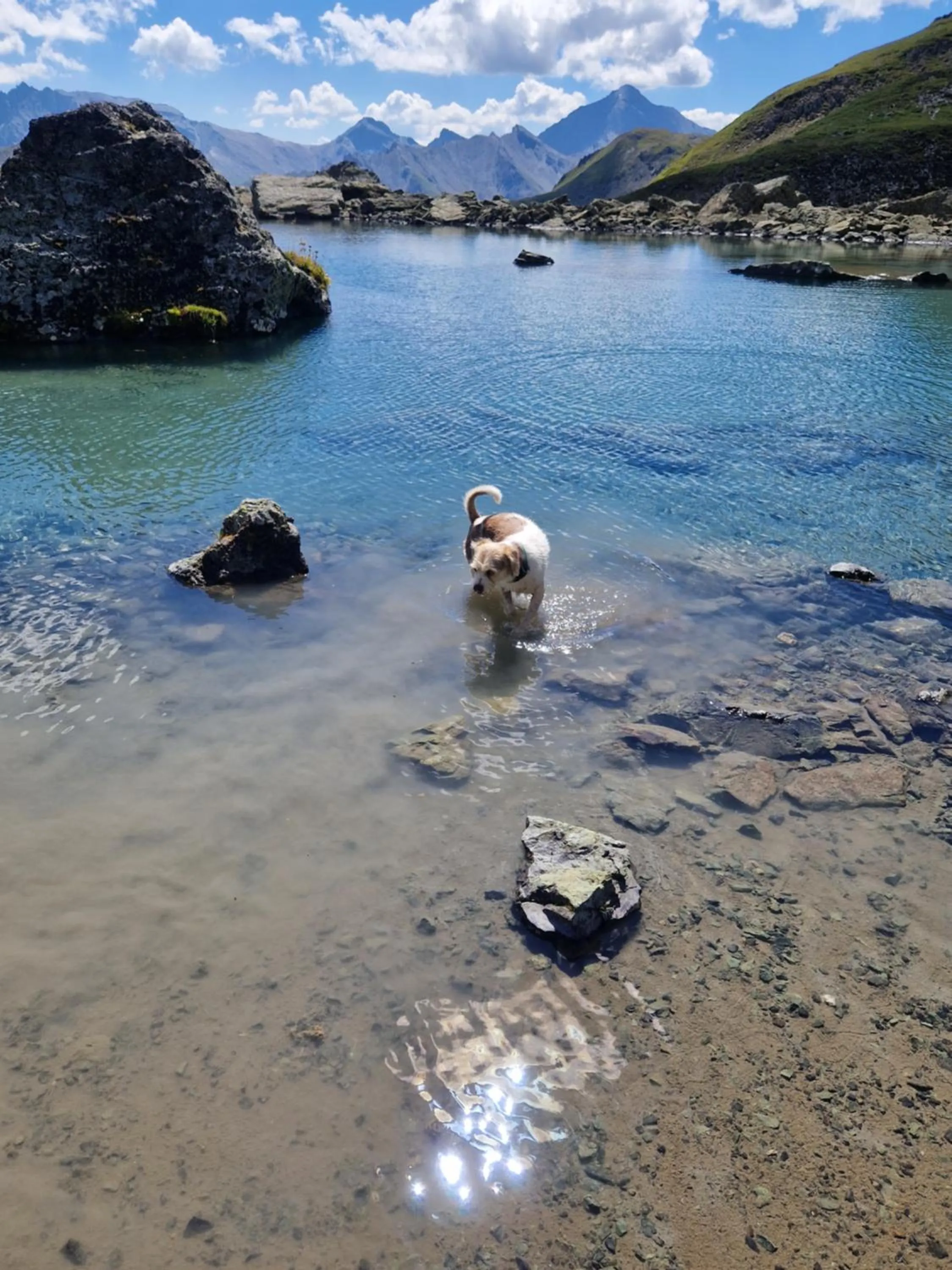 Pets in Hotel Garni Apart TINA