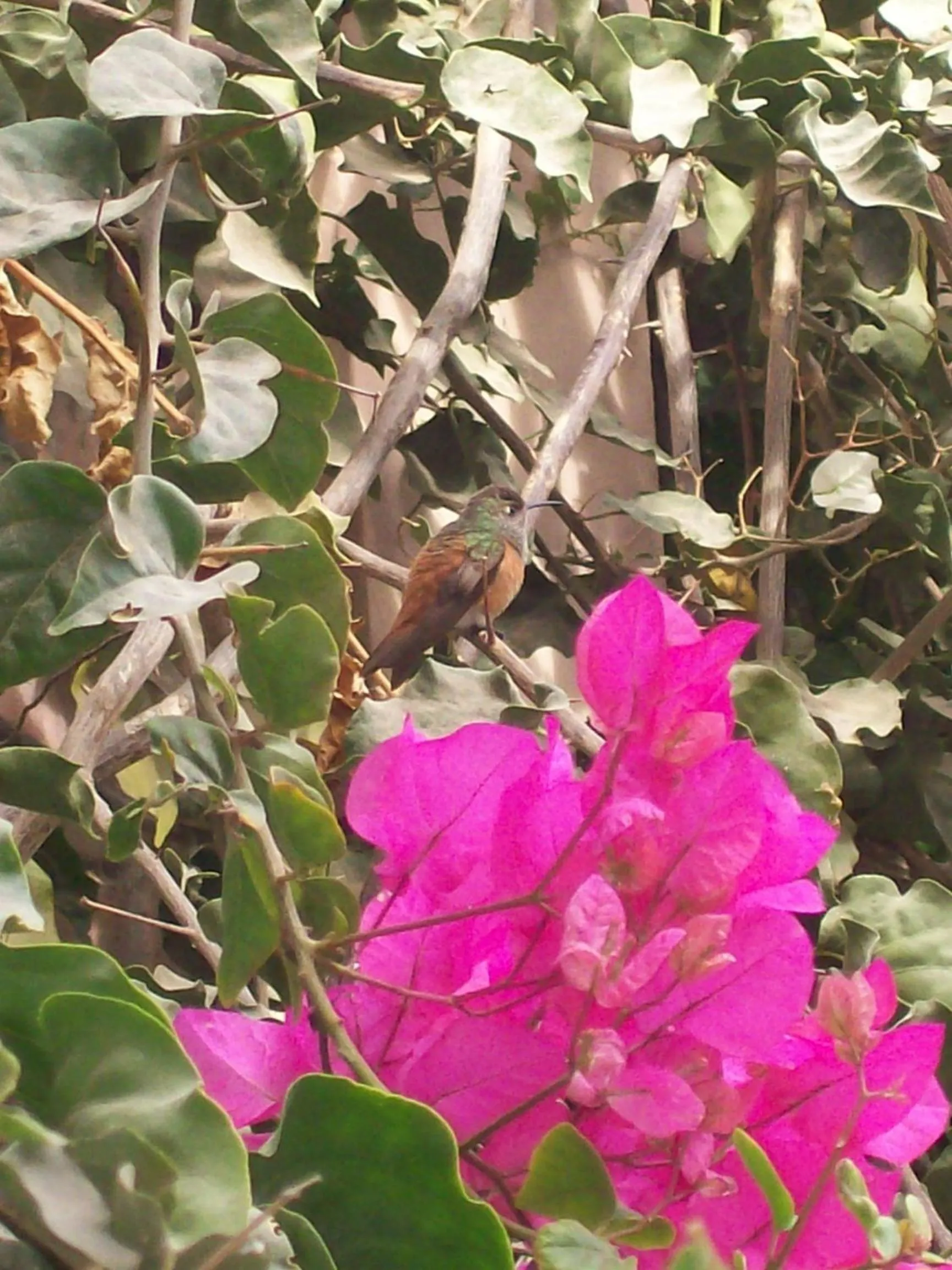 Patio in Hostal Tambo Colorado